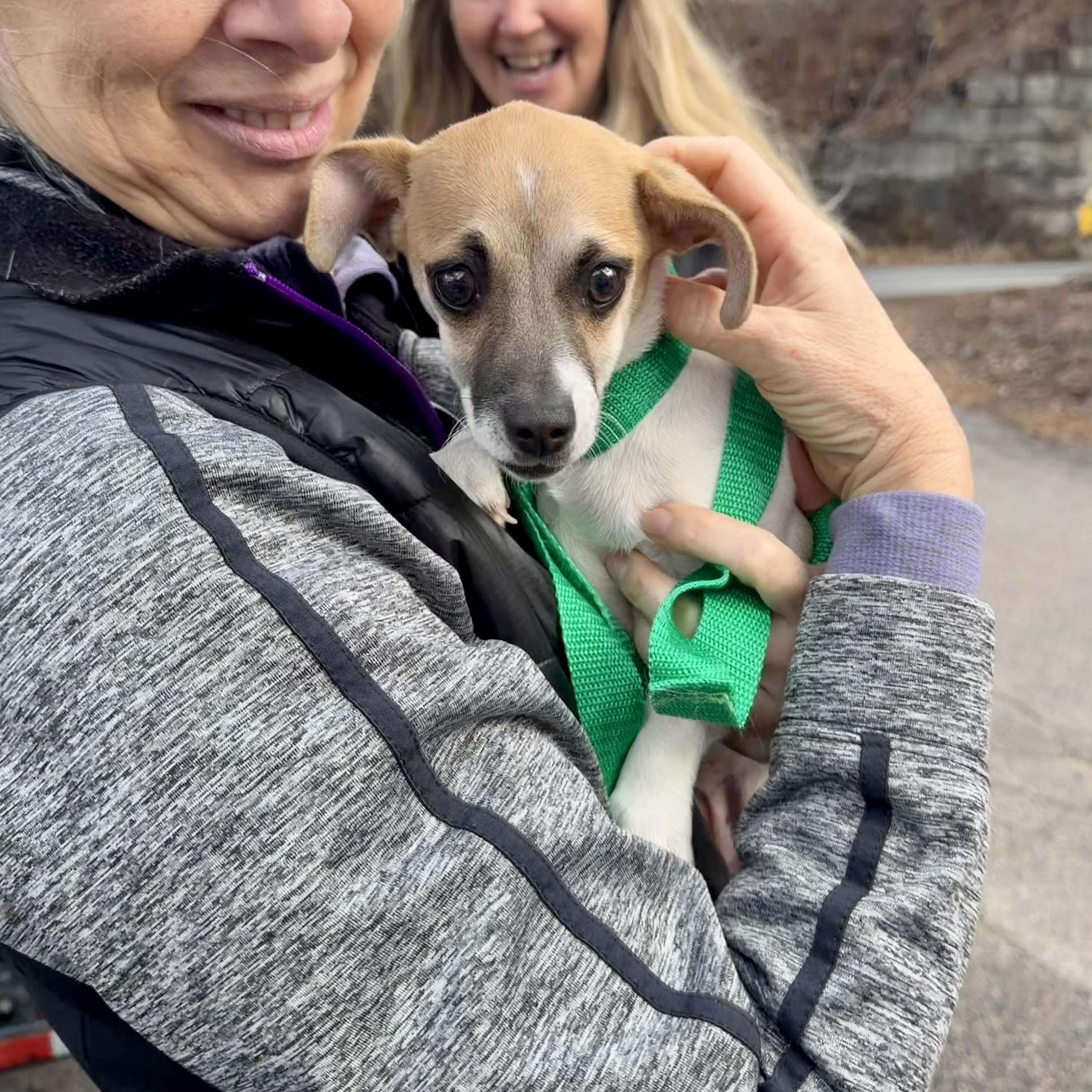Enlarge Boo Boo, a ADOPTABLE mixed breed in Uxbridge, MA image 2/3