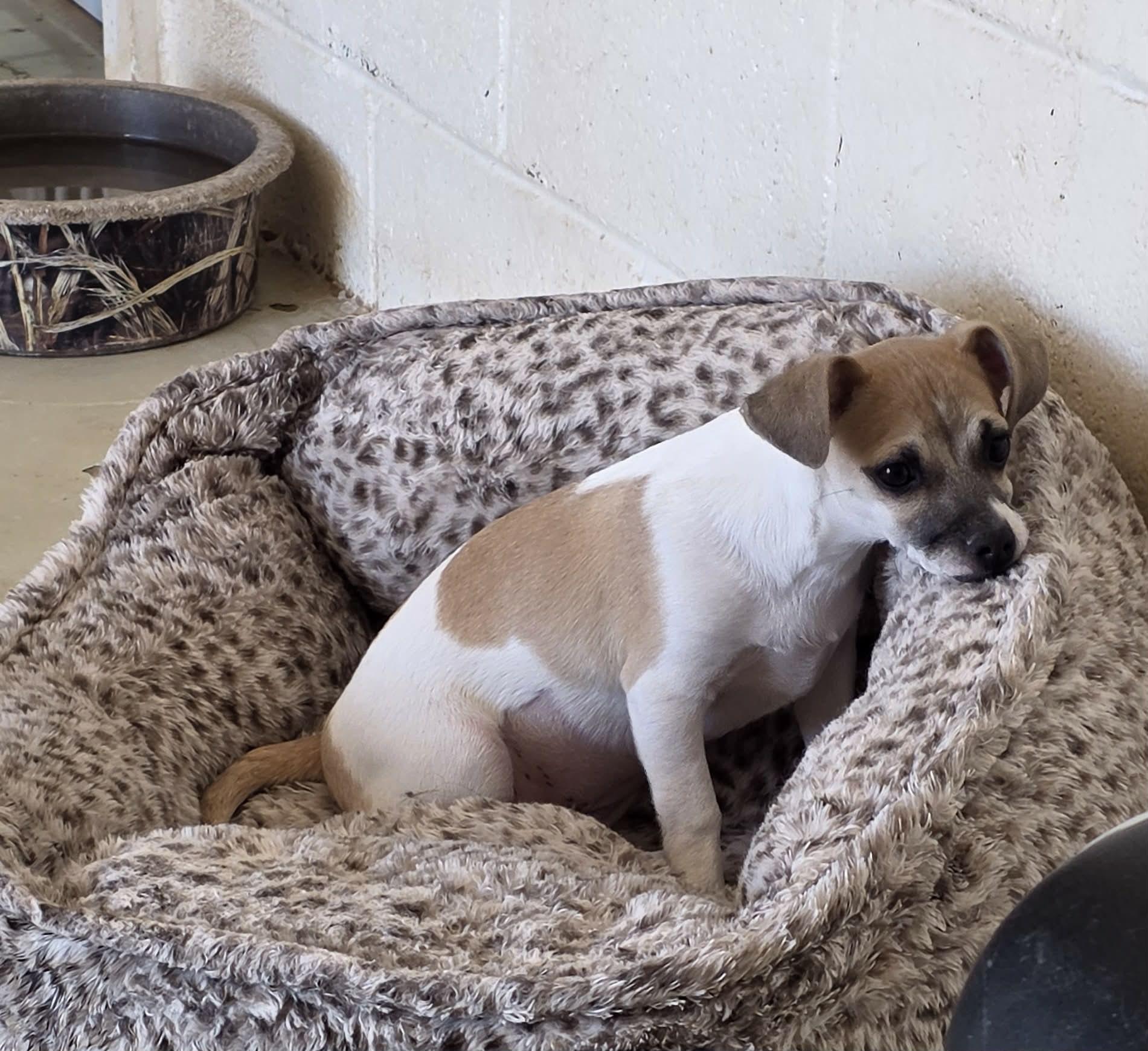 Enlarge Boo Boo, a ADOPTABLE mixed breed in Uxbridge, MA image 3/3