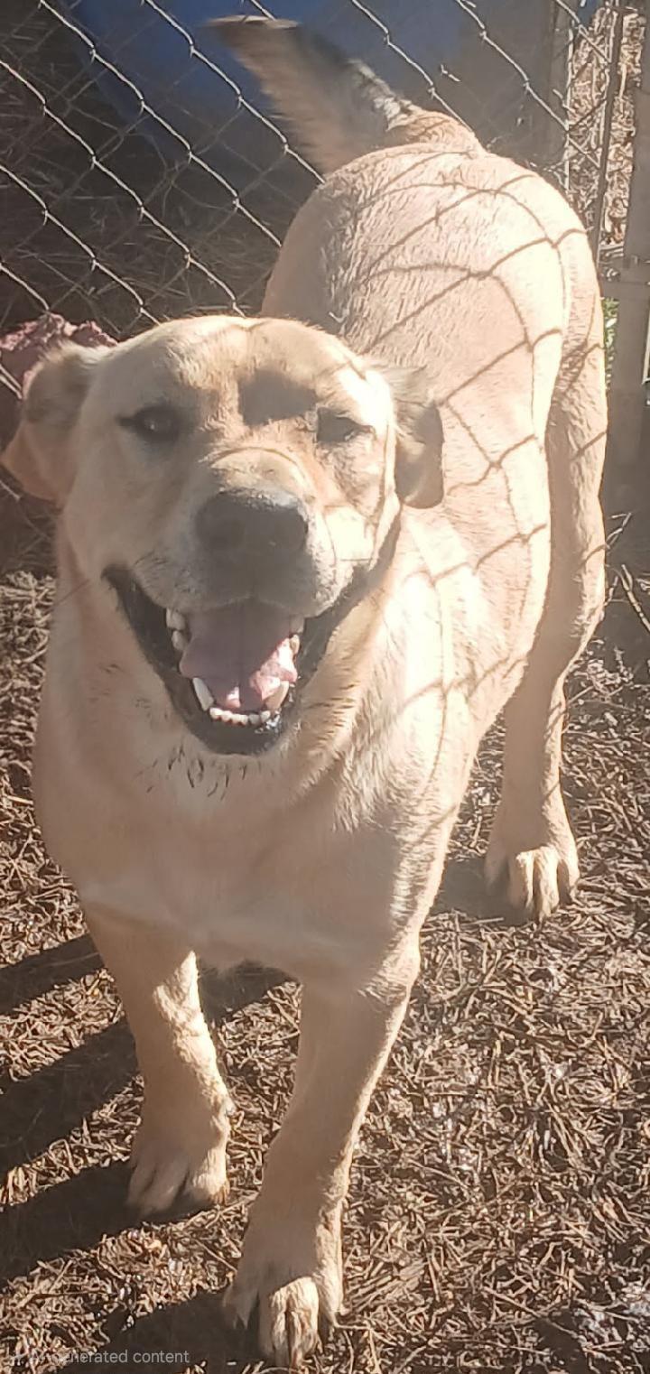 Enlarge Bear, a ADOPTABLE mixed breed in Mena, AR image 1/2