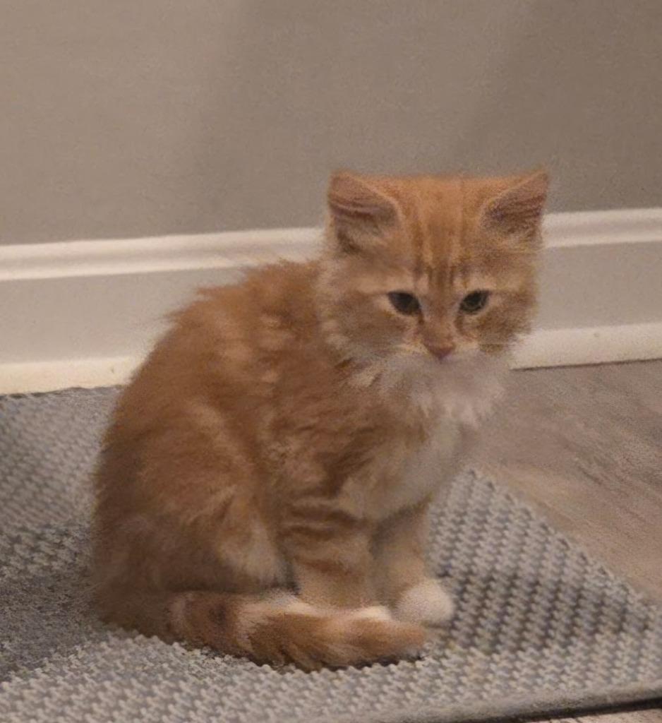 Enlarge Maxim Naumov, a Adopted mixed breed in Parkville, MD image 3/3