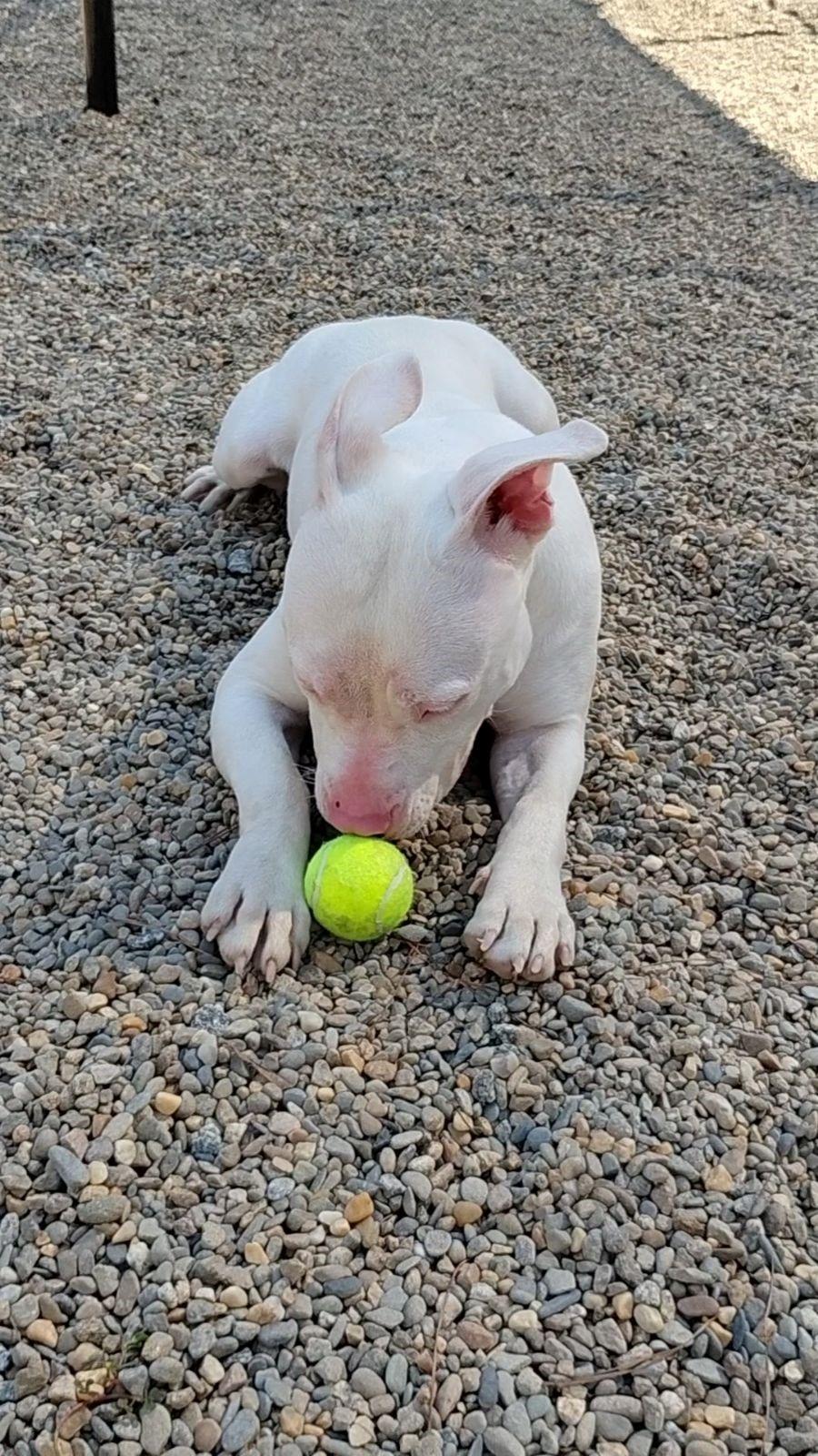 Enlarge Casper, a Adoptable mixed breed in Hilton Head Island, SC image 3/4
