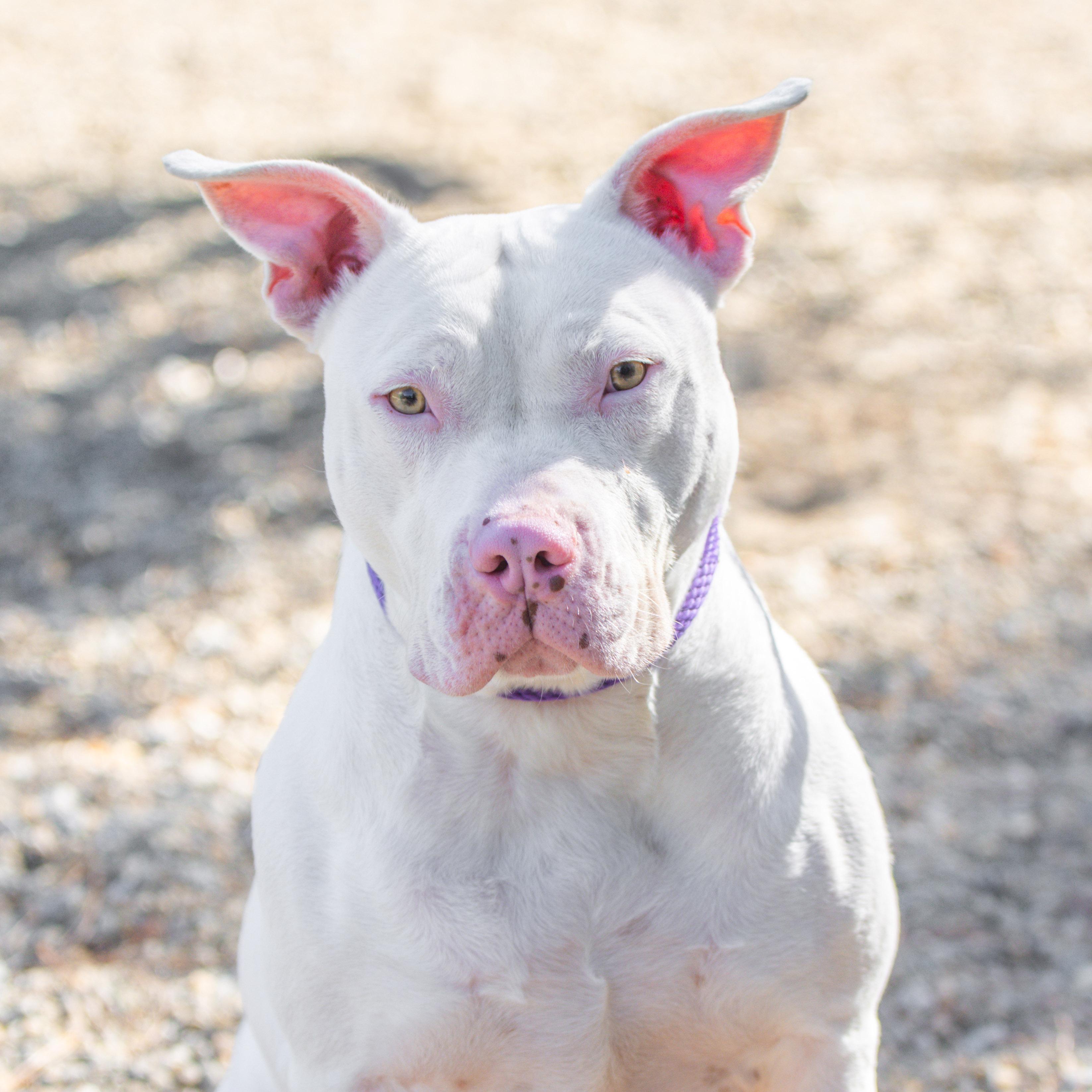 Enlarge Casper, a Adoptable mixed breed in Hilton Head Island, SC image 1/4