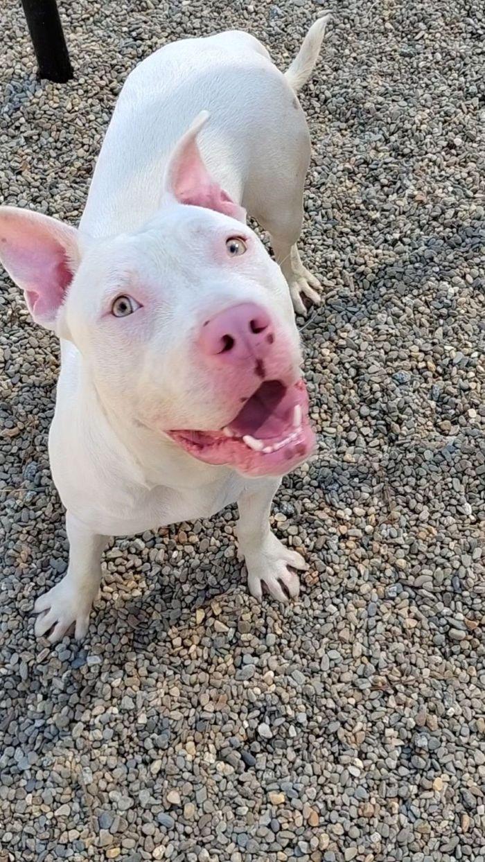 Enlarge Casper, a Adoptable mixed breed in Hilton Head Island, SC image 4/4