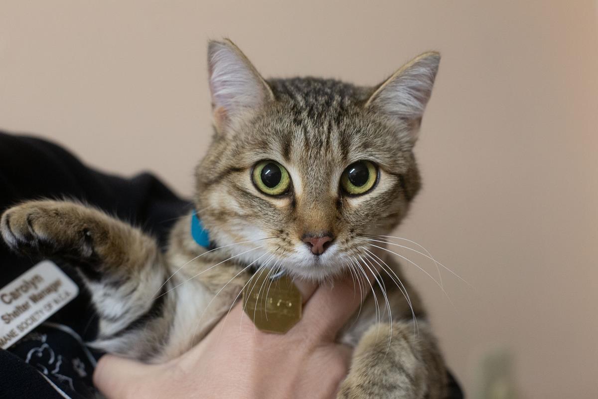Nora, Adoptable, Adult Female Domestic Short Hair & Tabby.