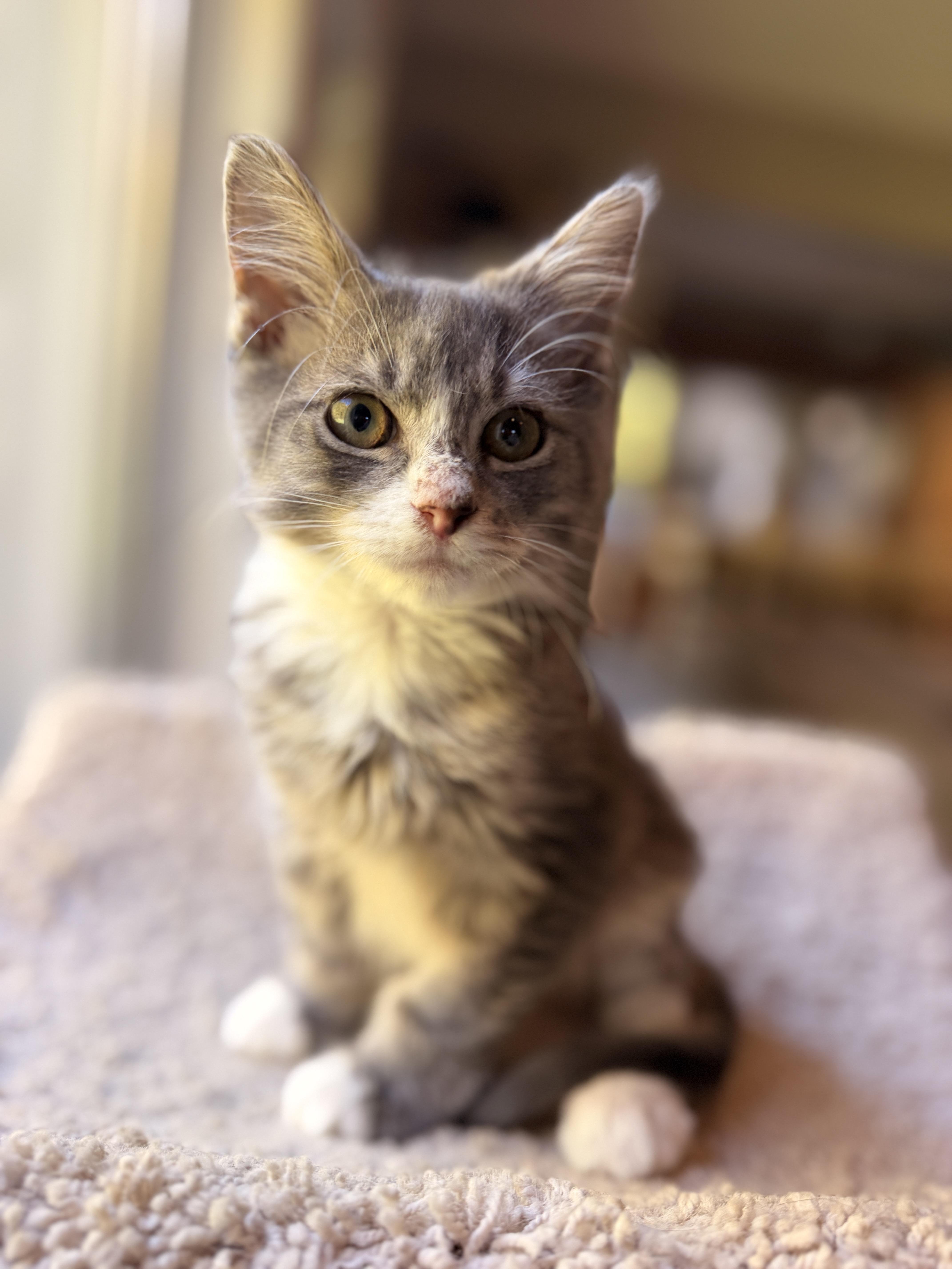 Tripsie, Adoptable, Kitten Female Domestic Medium Hair.