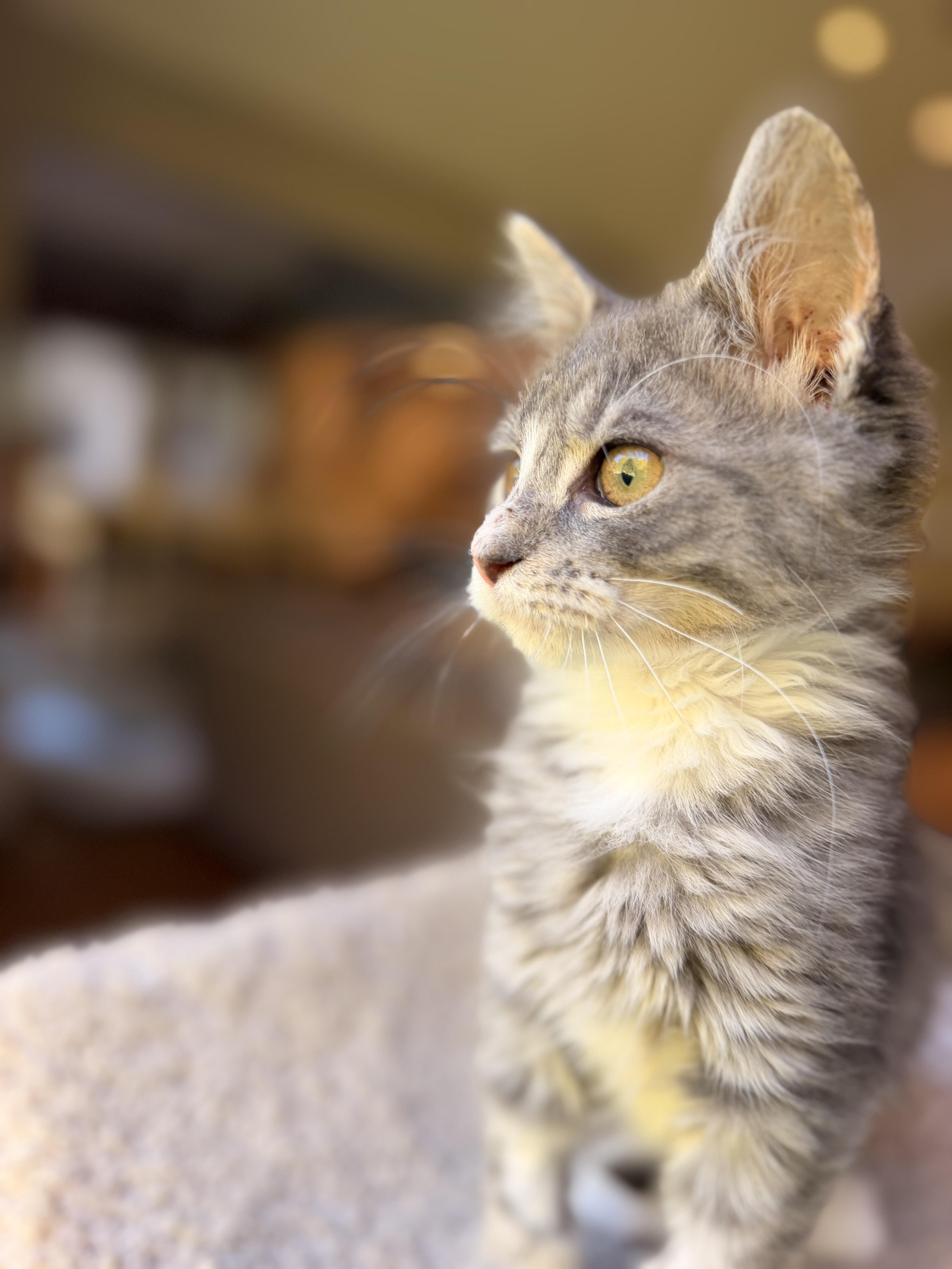 Enlarge Tripsie, a Adoptable Domestic Medium Hair in Thornwood, NY image 5/6