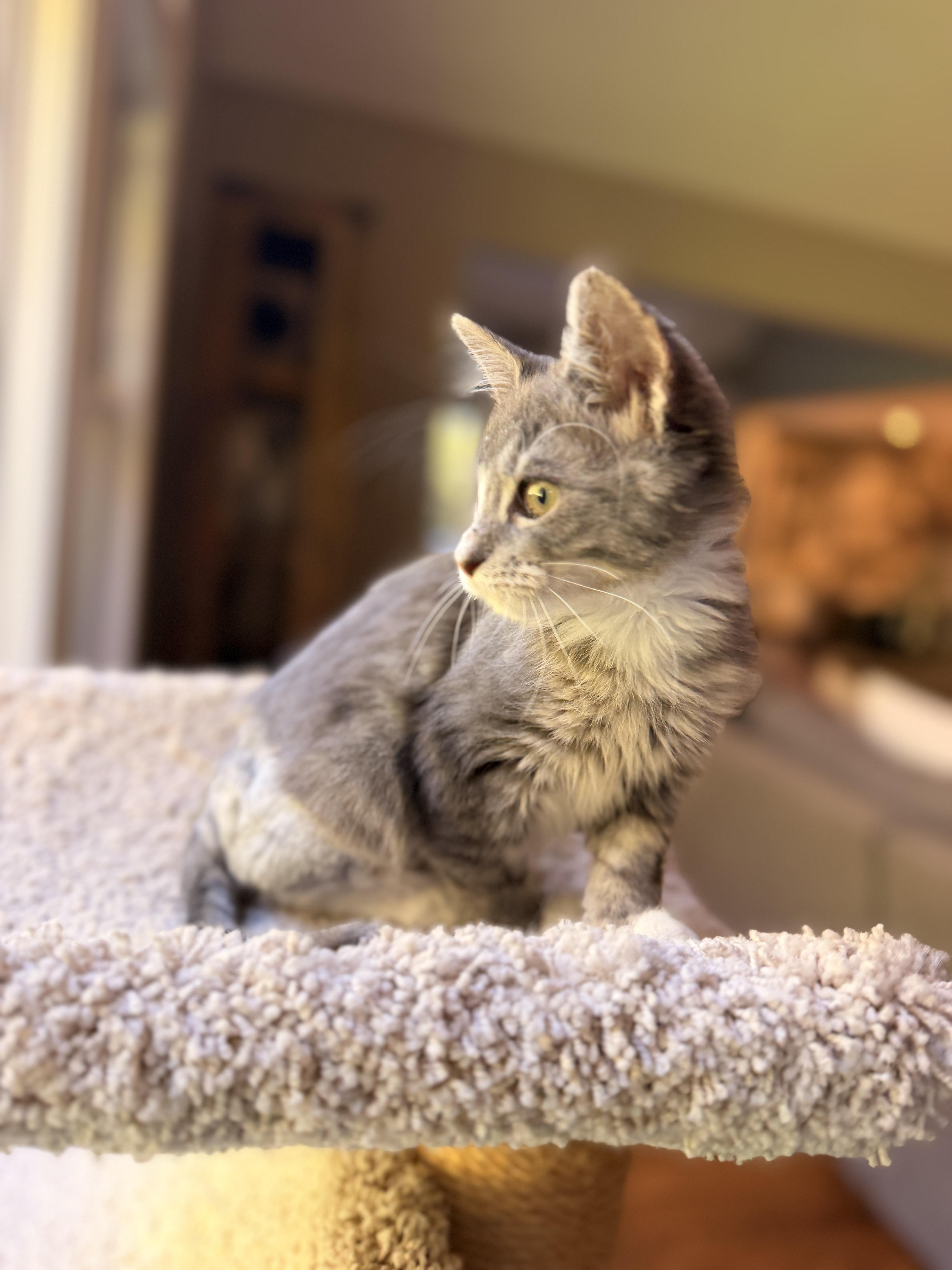 Enlarge Tripsie, a Adoptable Domestic Medium Hair in Thornwood, NY image 2/6