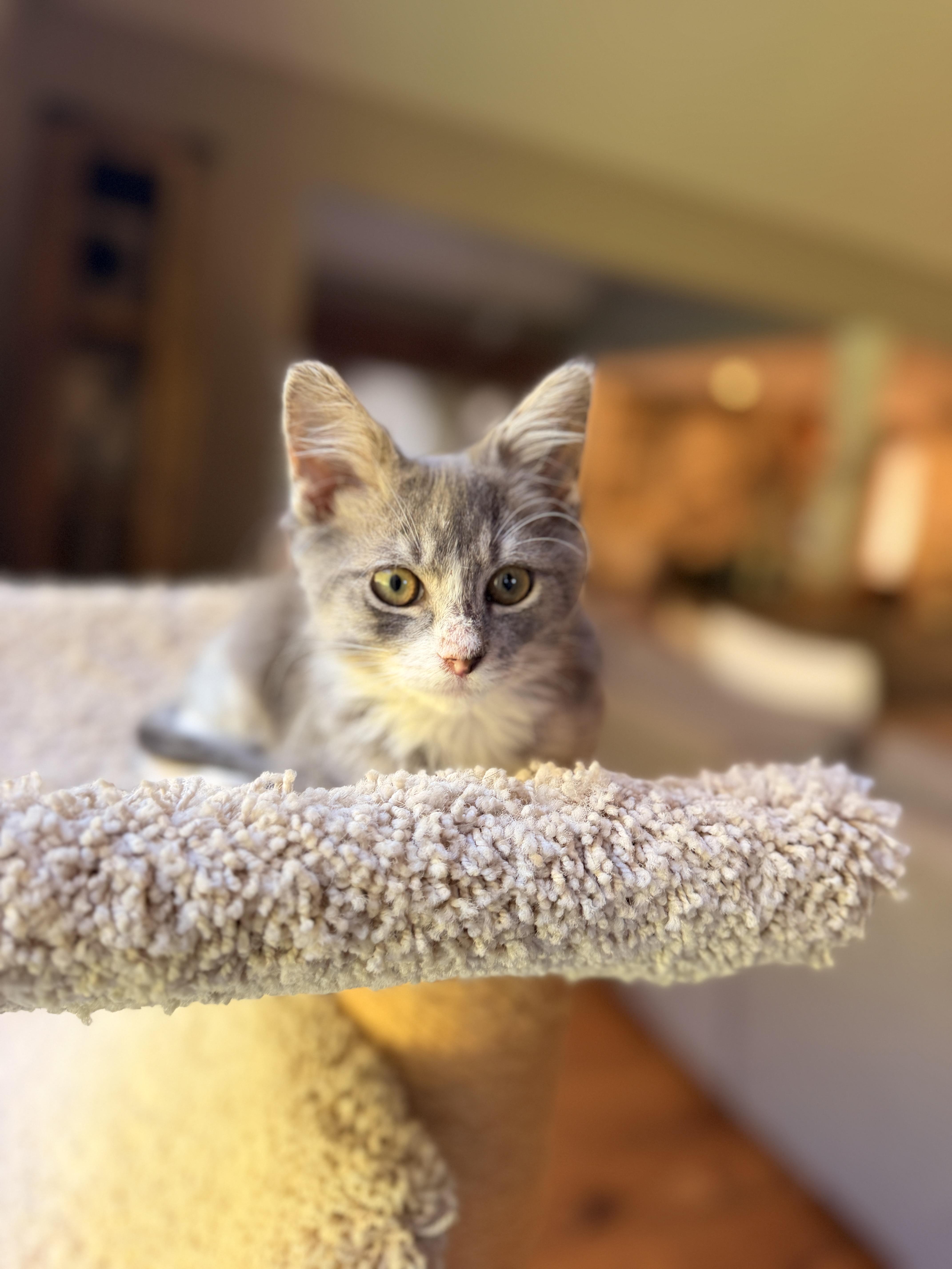 Enlarge Tripsie, a Adoptable Domestic Medium Hair in Thornwood, NY image 6/6