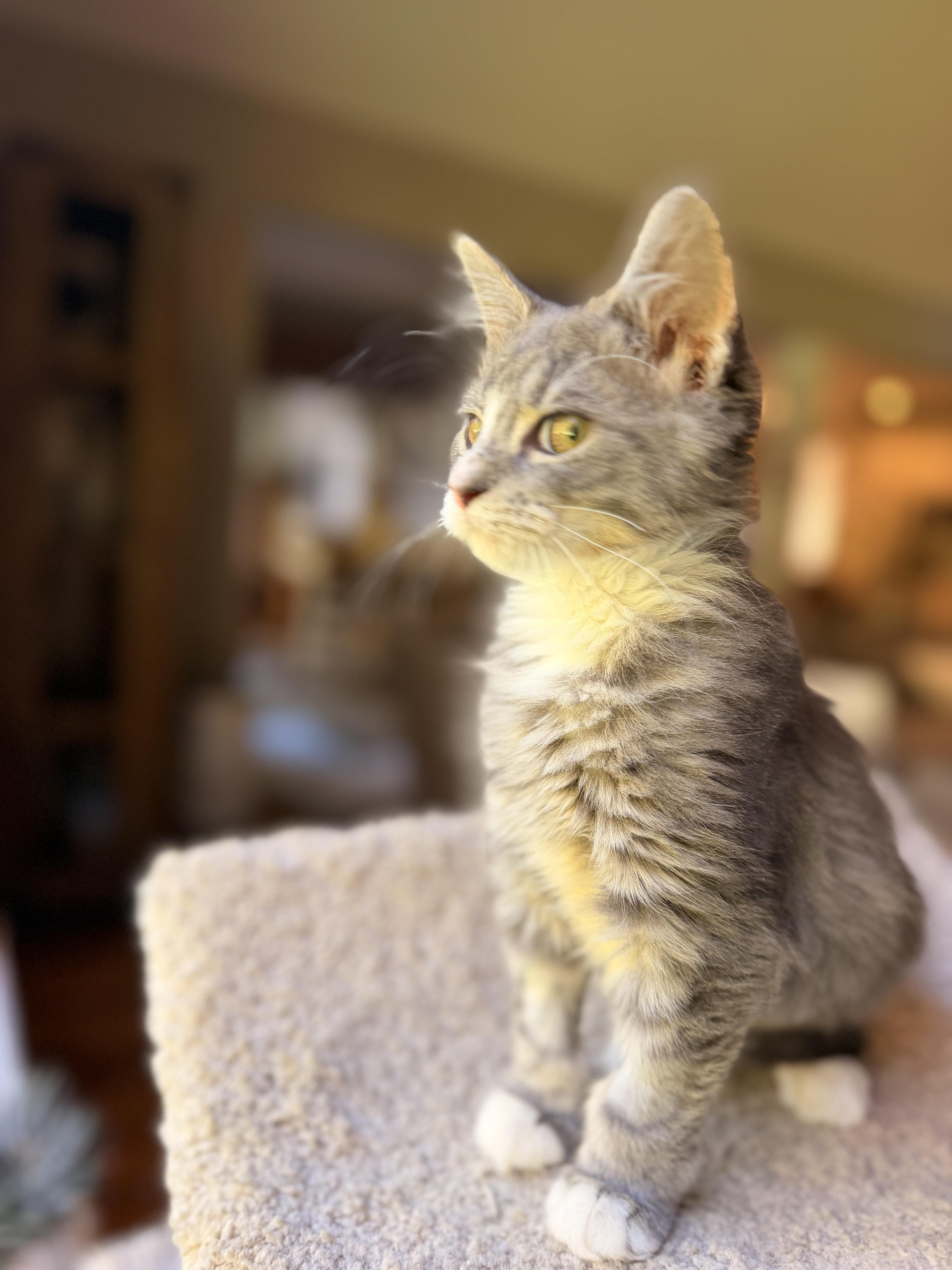 Enlarge Tripsie, a Adoptable Domestic Medium Hair in Thornwood, NY image 4/6