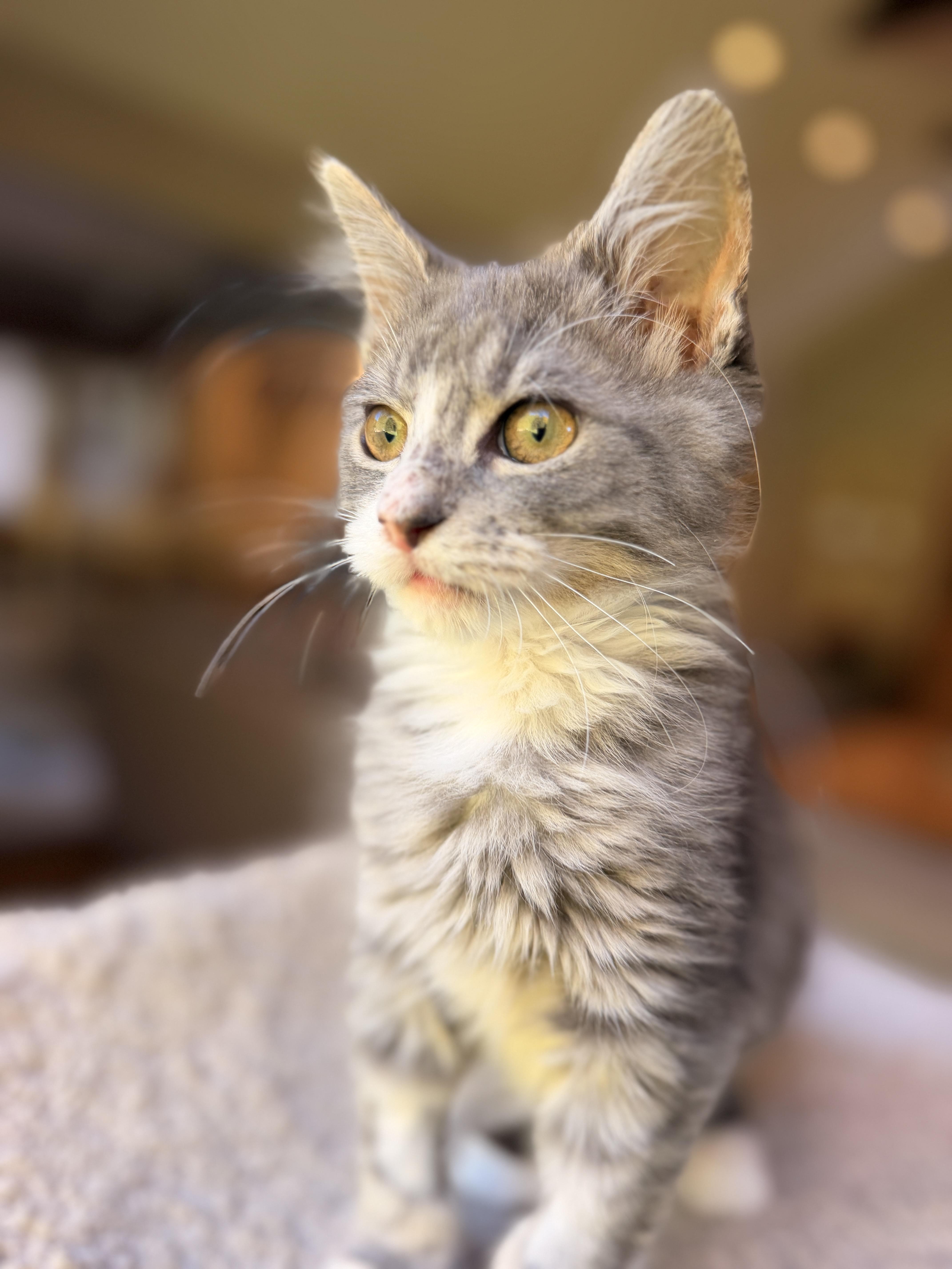 Enlarge Tripsie, a Adoptable Domestic Medium Hair in Thornwood, NY image 3/6