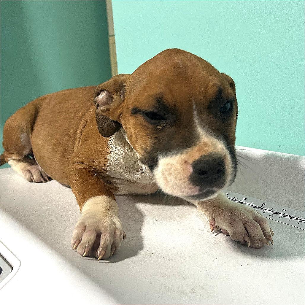 Enlarge (Found)HOLD Ripple, a Adoptable mixed breed in Cabot, AR image 1/2