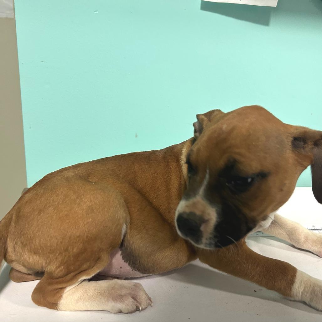 Enlarge (Found)HOLD Ripple, a Adoptable mixed breed in Cabot, AR image 2/2