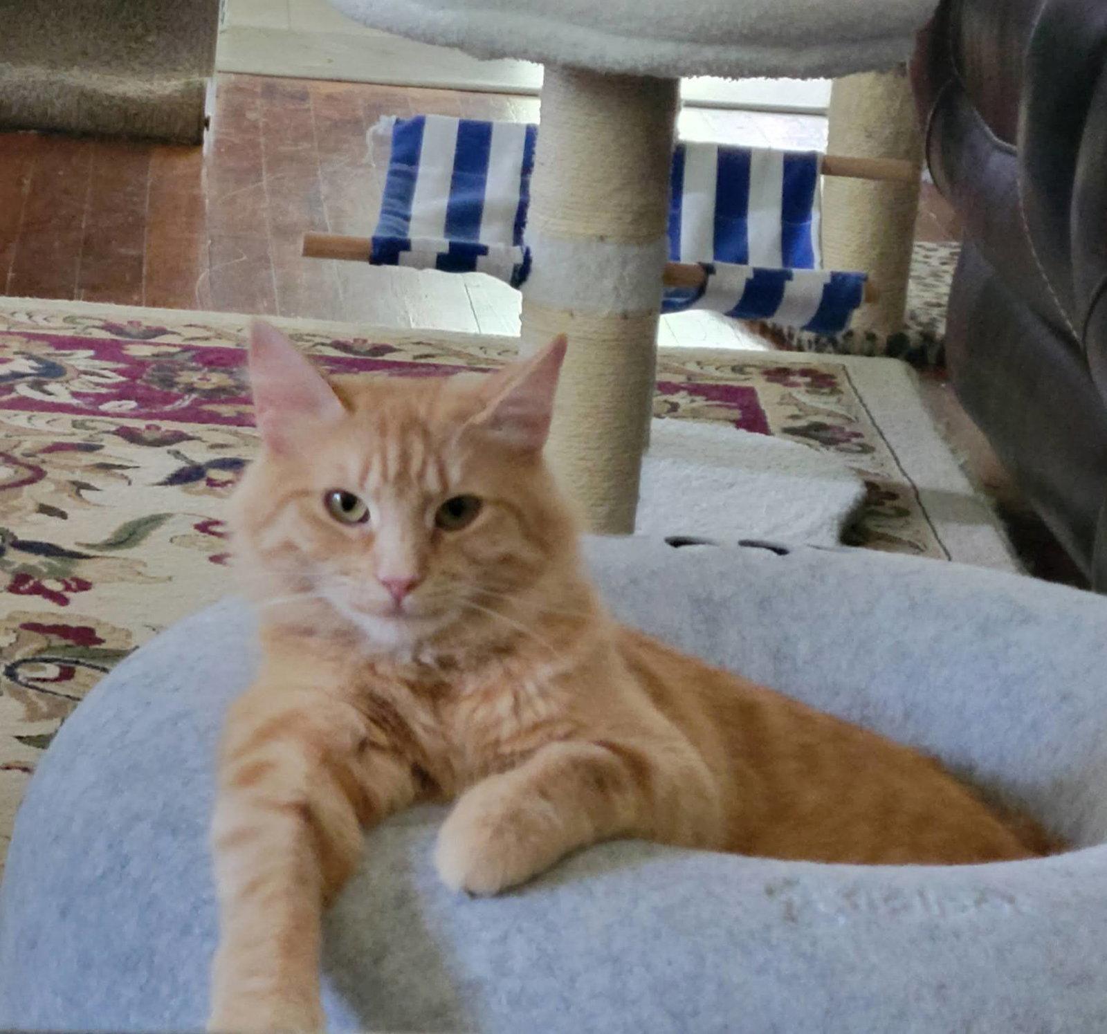 Fluffy, Adoptable, Adult Female Domestic Long Hair.