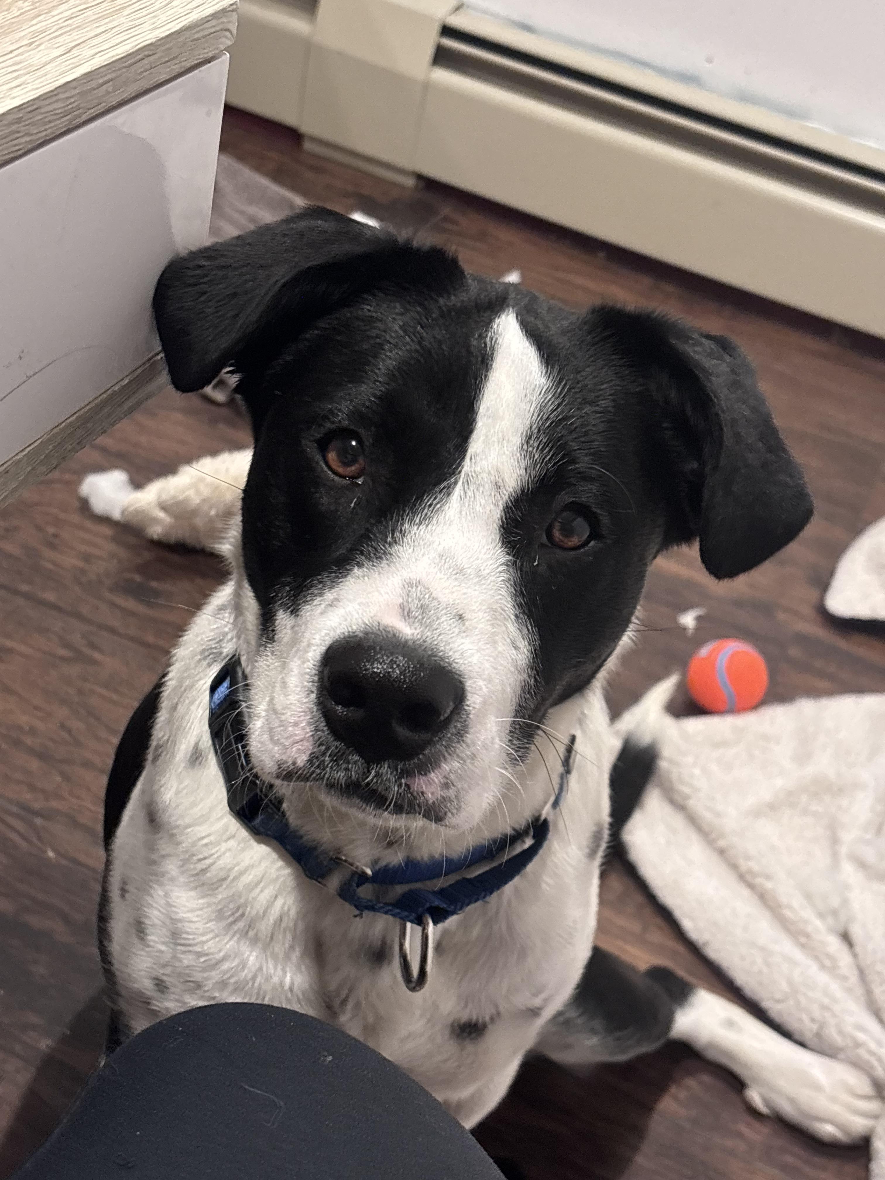 Enlarge Amity Joy in NH! Come Meet our Adoptable Dogs Wednesday-Saturday. More info in Bio!, a ADOPTABLE mixed breed in Manchester, NH image 4/4