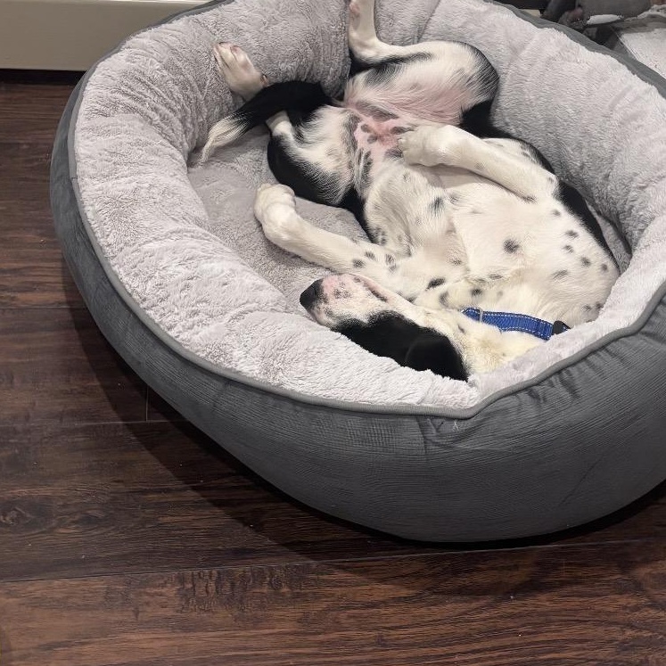 Enlarge Amity Joy in NH! Come Meet our Adoptable Dogs Wednesday-Saturday. More info in Bio!, a ADOPTABLE mixed breed in Manchester, NH image 3/4