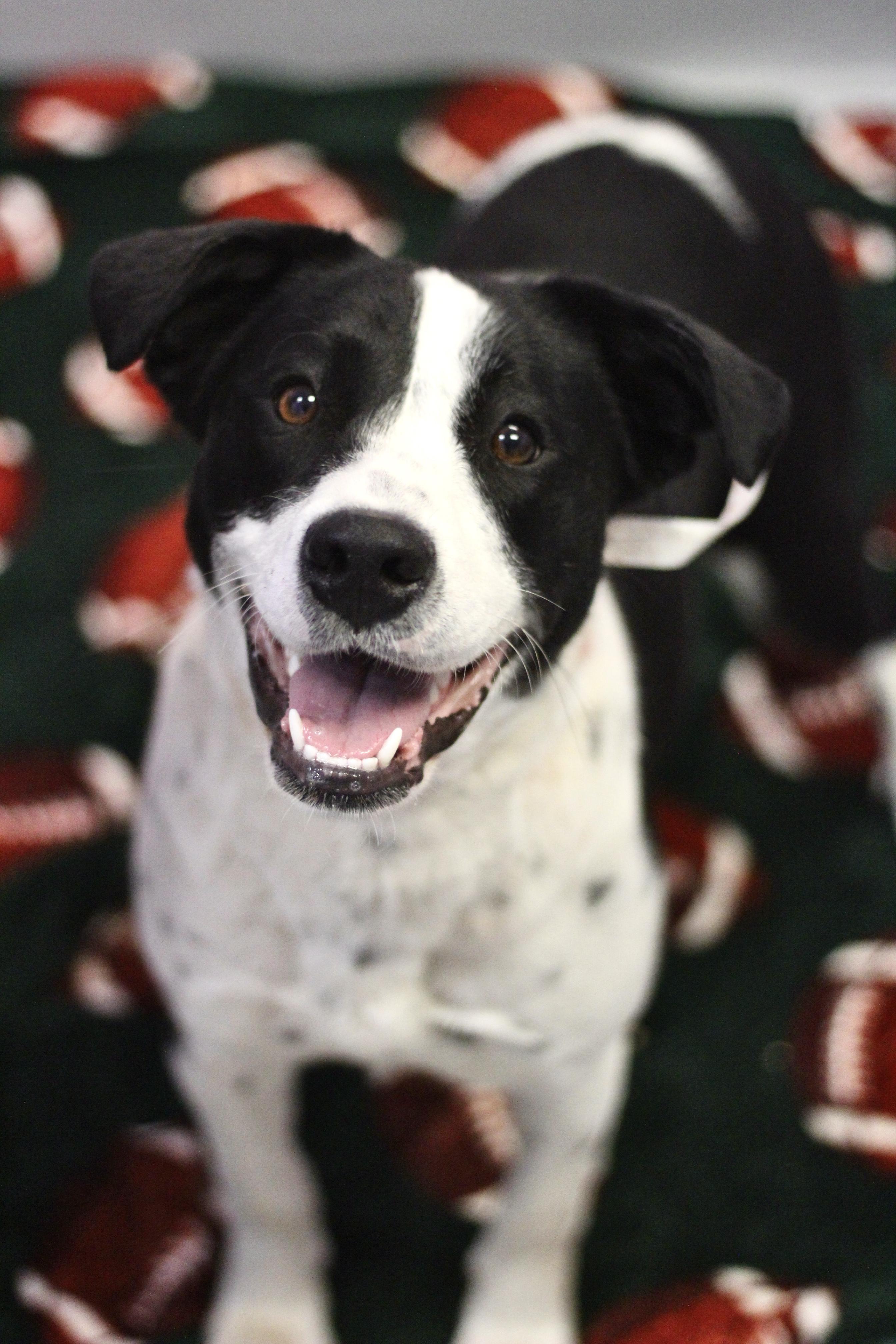 Amity Joy in NH! Come Meet our Adoptable Dogs Wednesday-Saturday. More info in Bio!, a ADOPTABLE mixed breed in Manchester, NH image 2/2