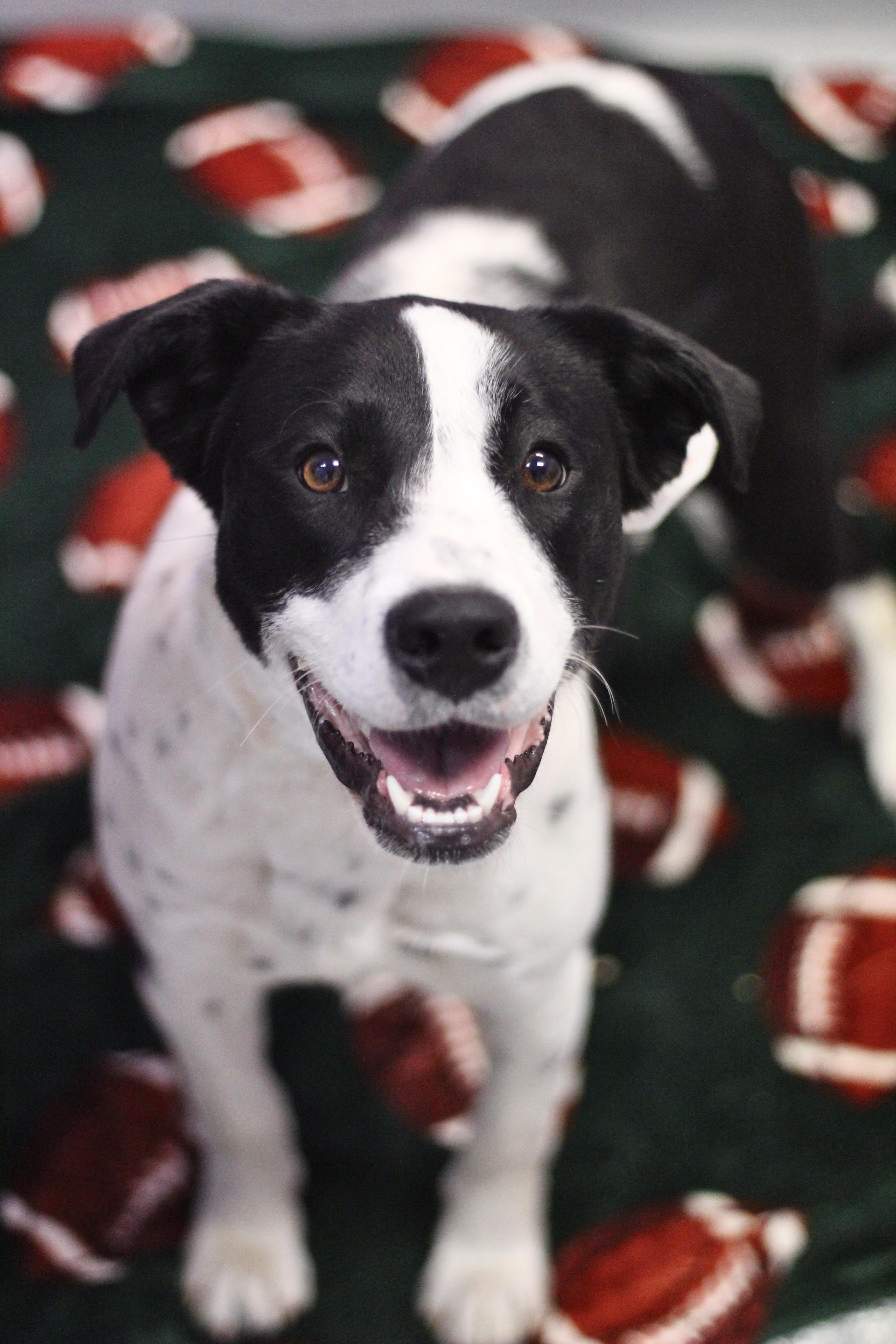 Amity Joy in NH! Come Meet our Adoptable Dogs Wednesday-Saturday. More info in Bio!, a ADOPTABLE mixed breed in Manchester, NH image 1/2
