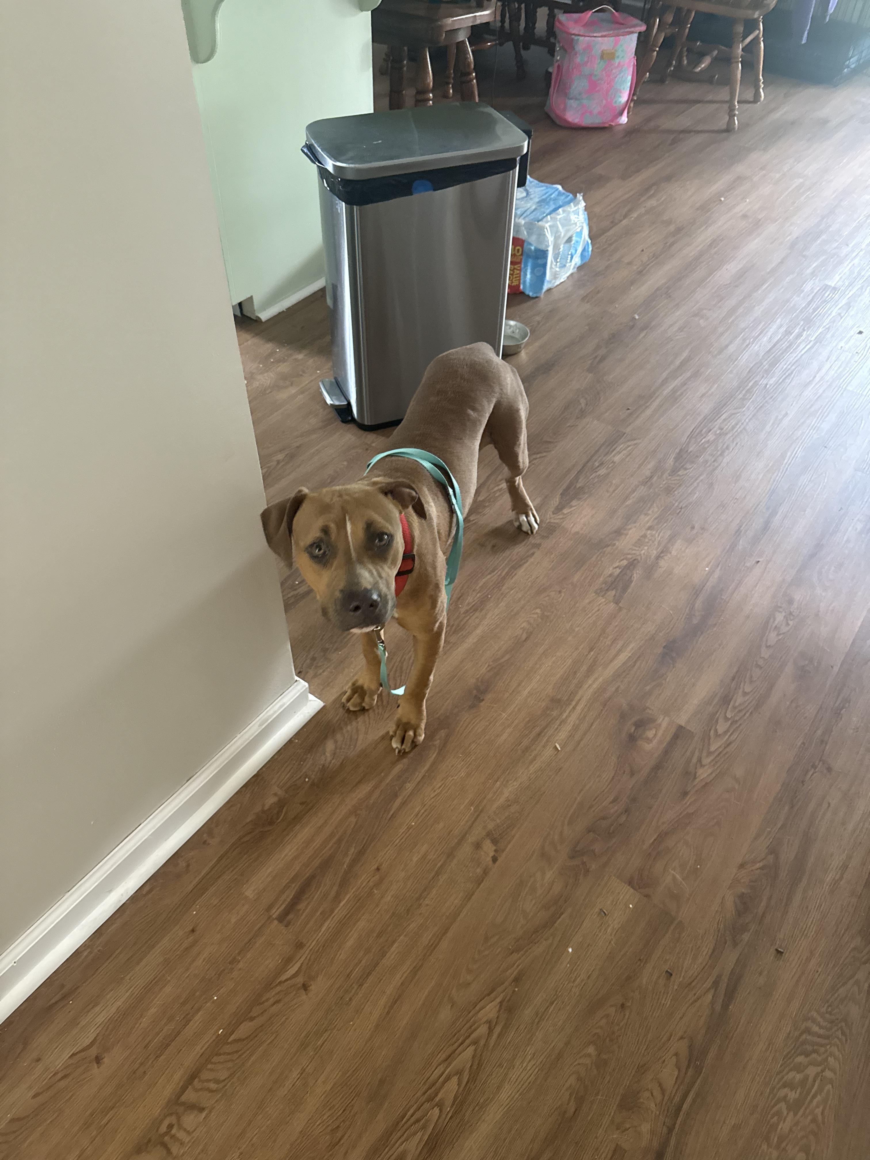 Duck, a ADOPTABLE mixed breed in Baker, LA image 4/5
