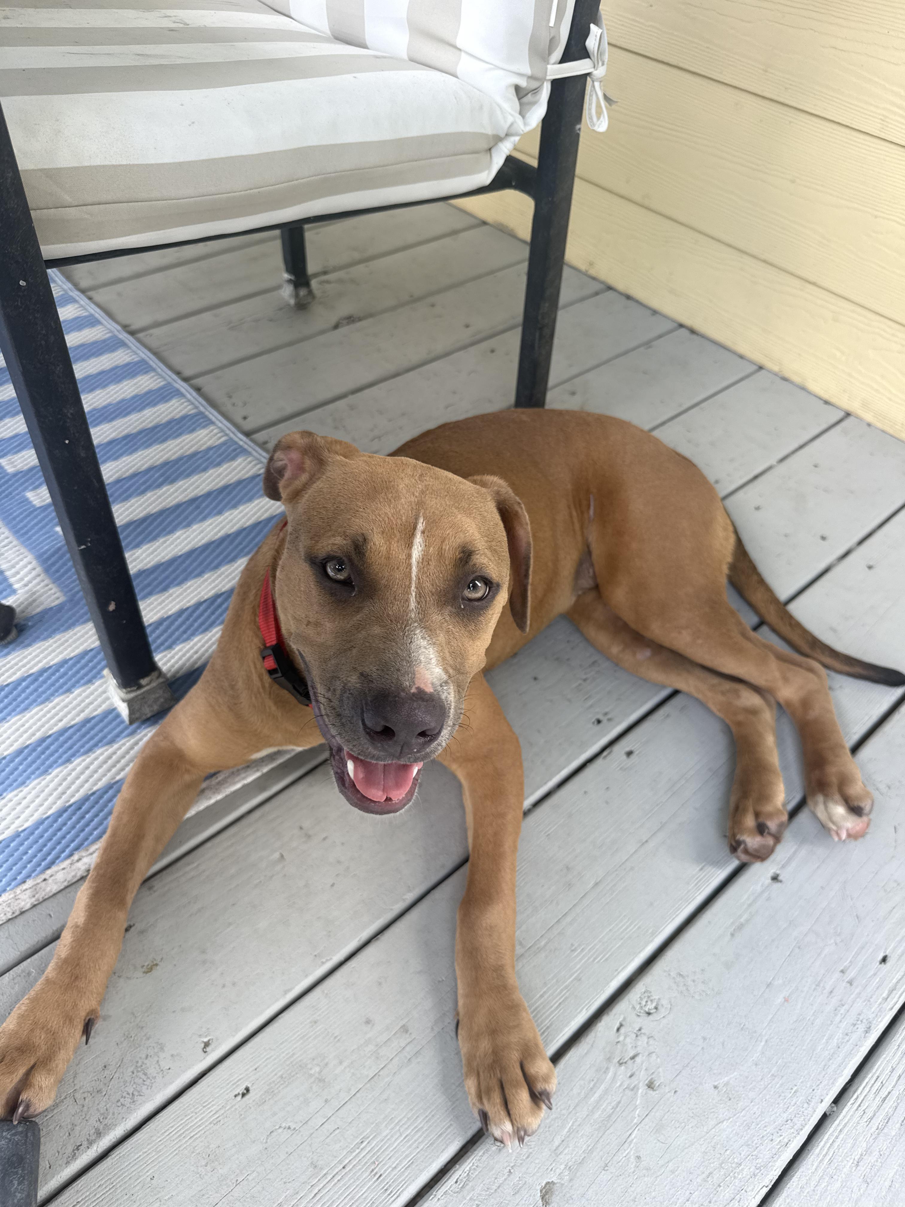 Duck, a ADOPTABLE mixed breed in Baker, LA image 1/5