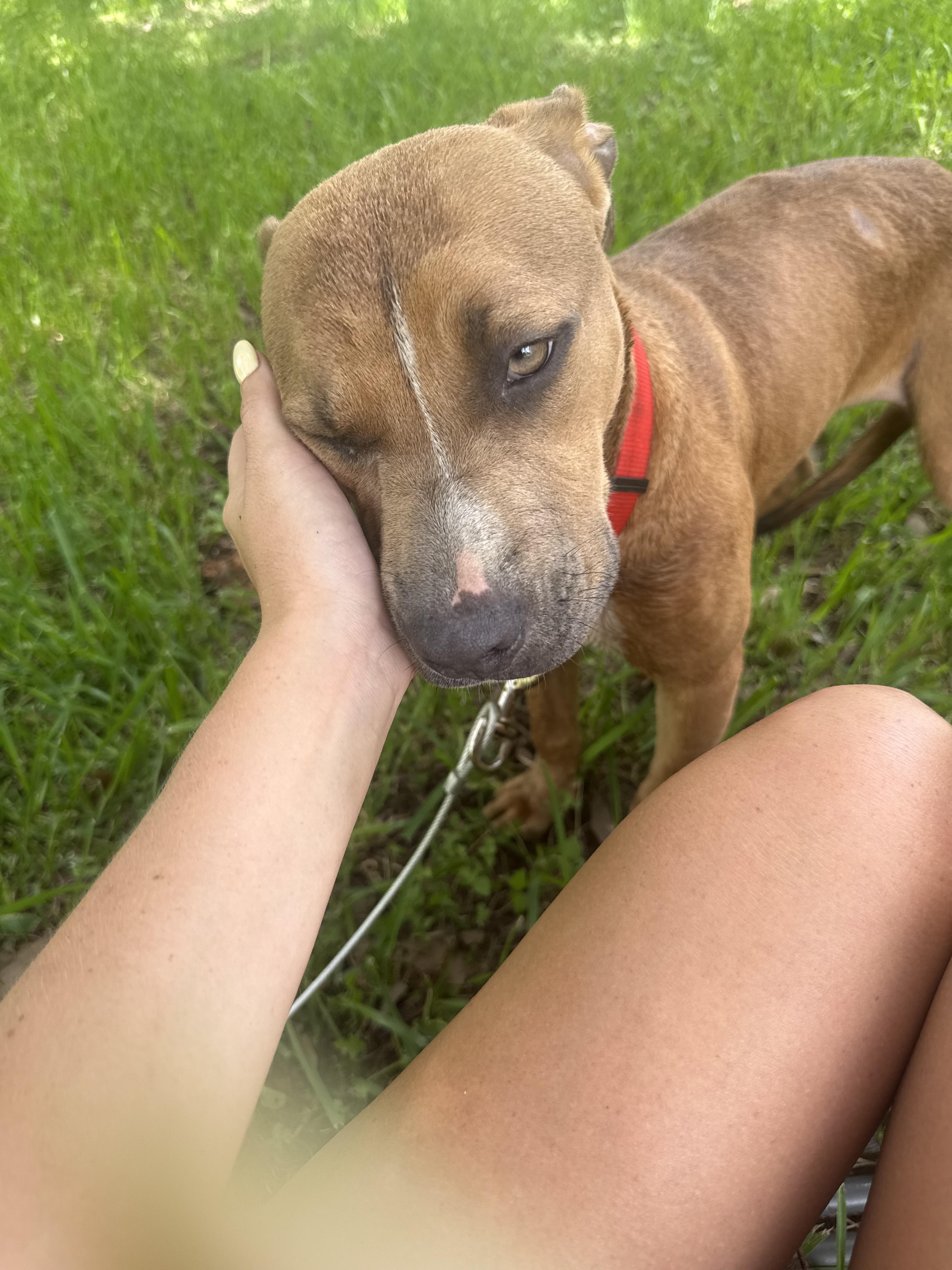 Duck, a ADOPTABLE mixed breed in Baker, LA image 3/5