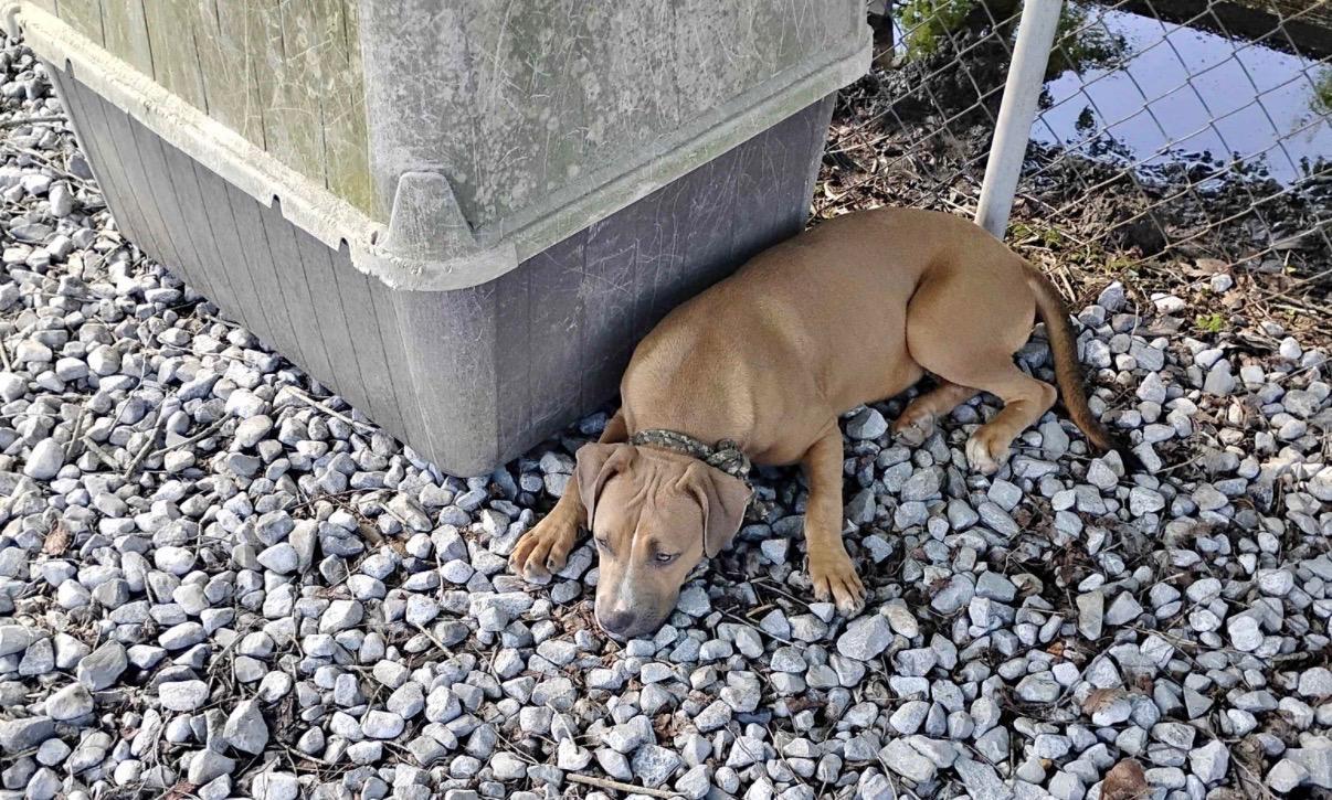 Duck, a ADOPTABLE mixed breed in Baker, LA image 5/5