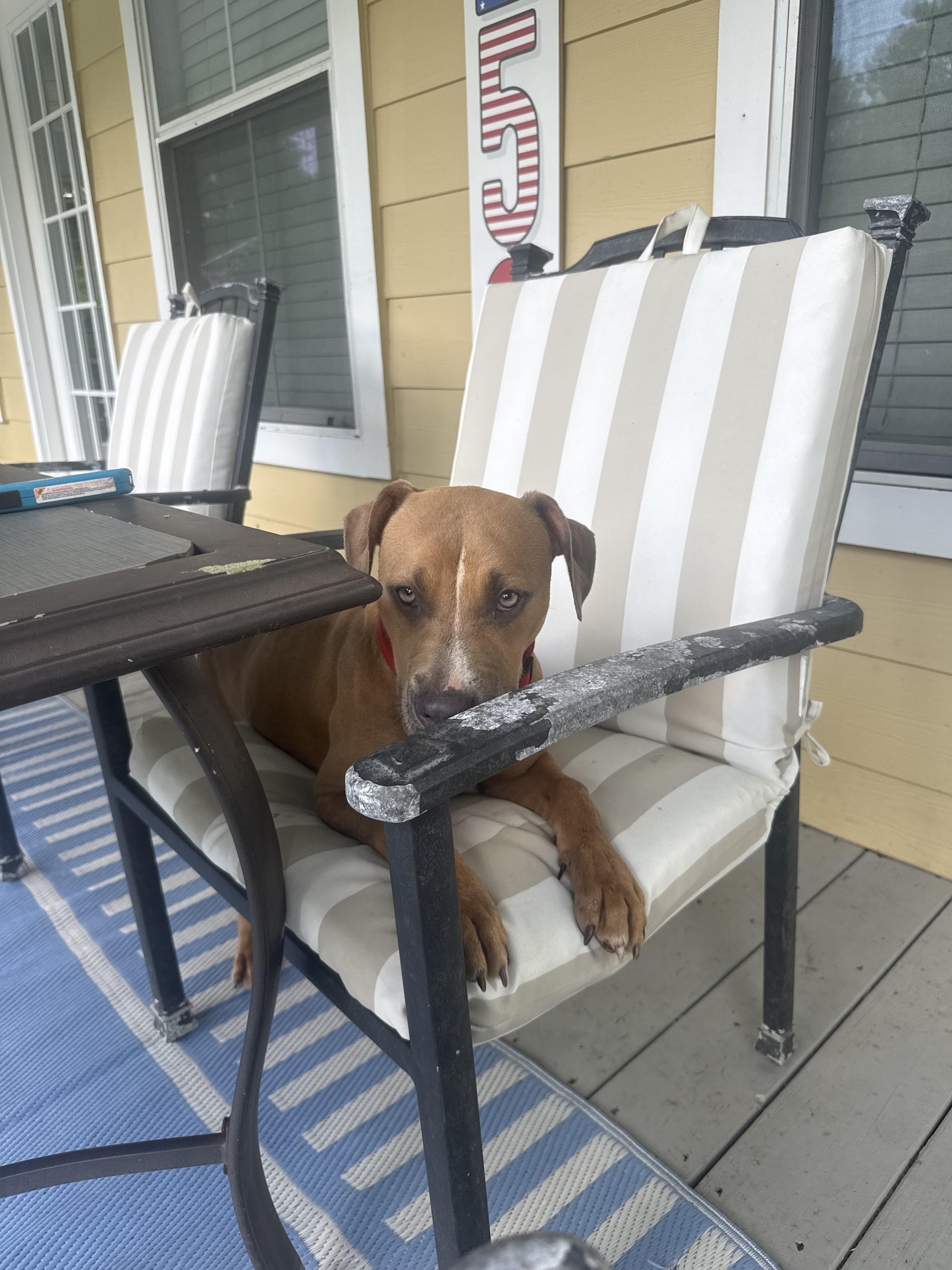 Duck, a ADOPTABLE mixed breed in Baker, LA image 2/5