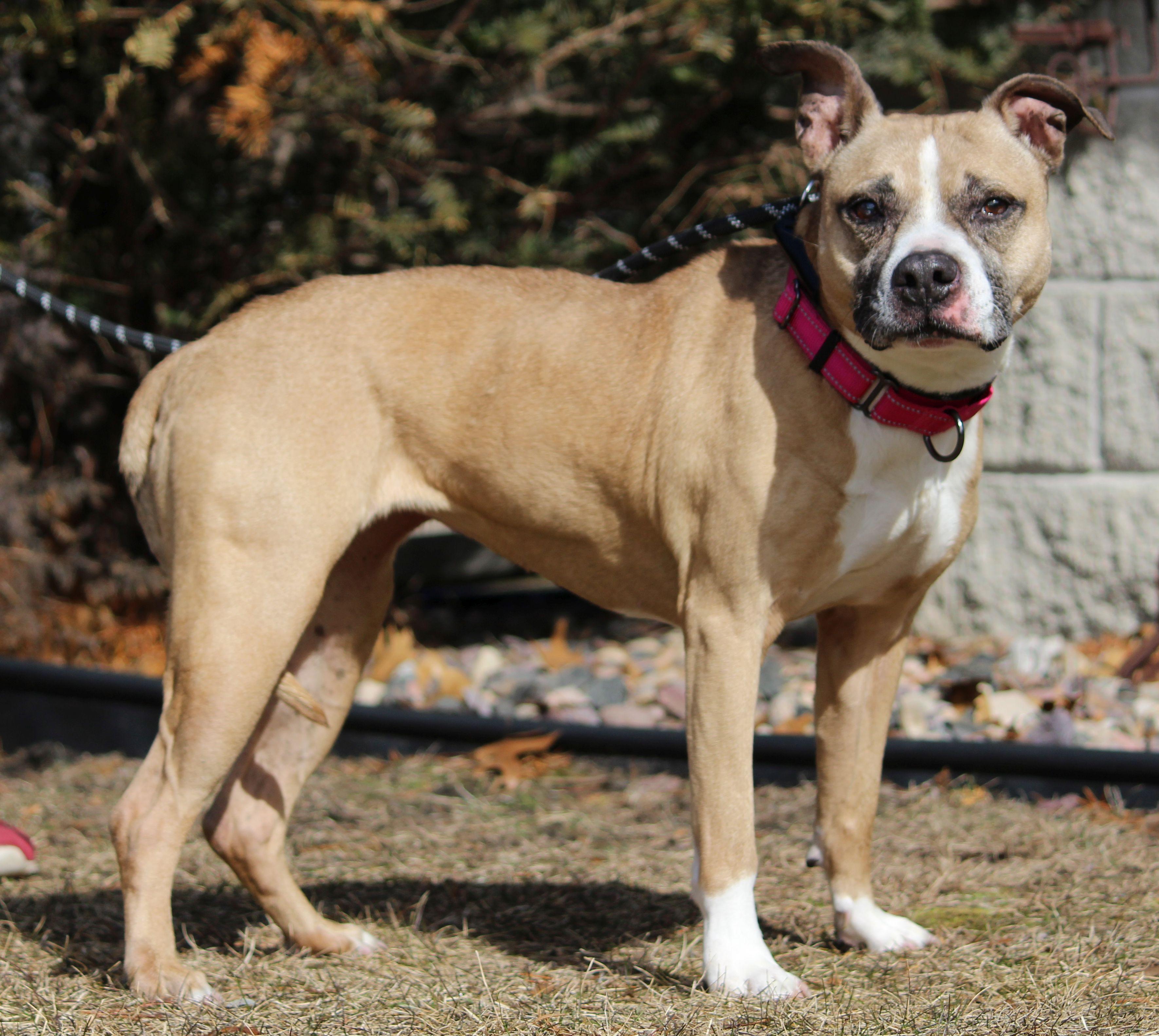 Enlarge Candy, a ADOPTABLE mixed breed in Portage, WI image 3/4