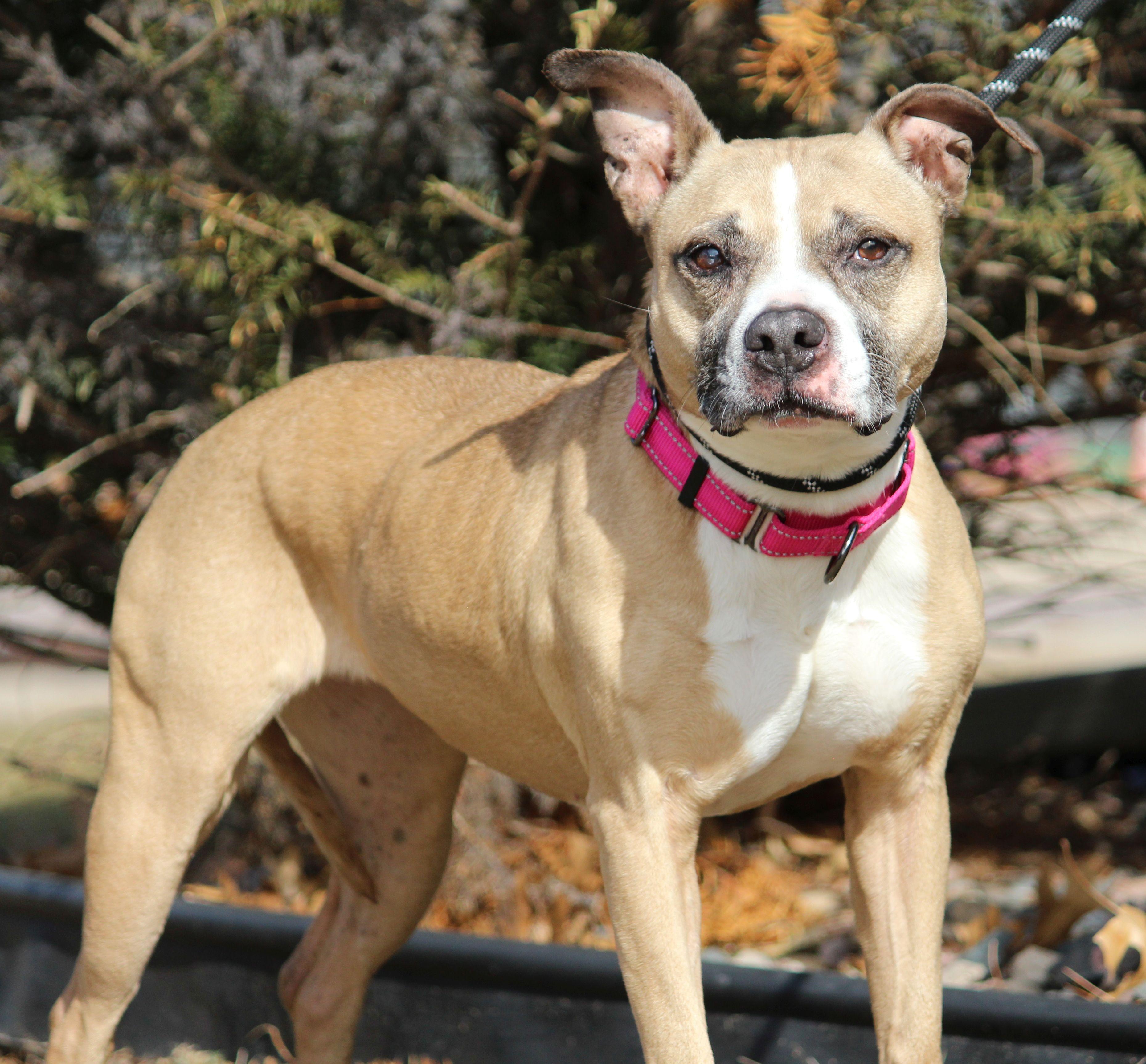 Enlarge Candy, a ADOPTABLE mixed breed in Portage, WI image 2/4