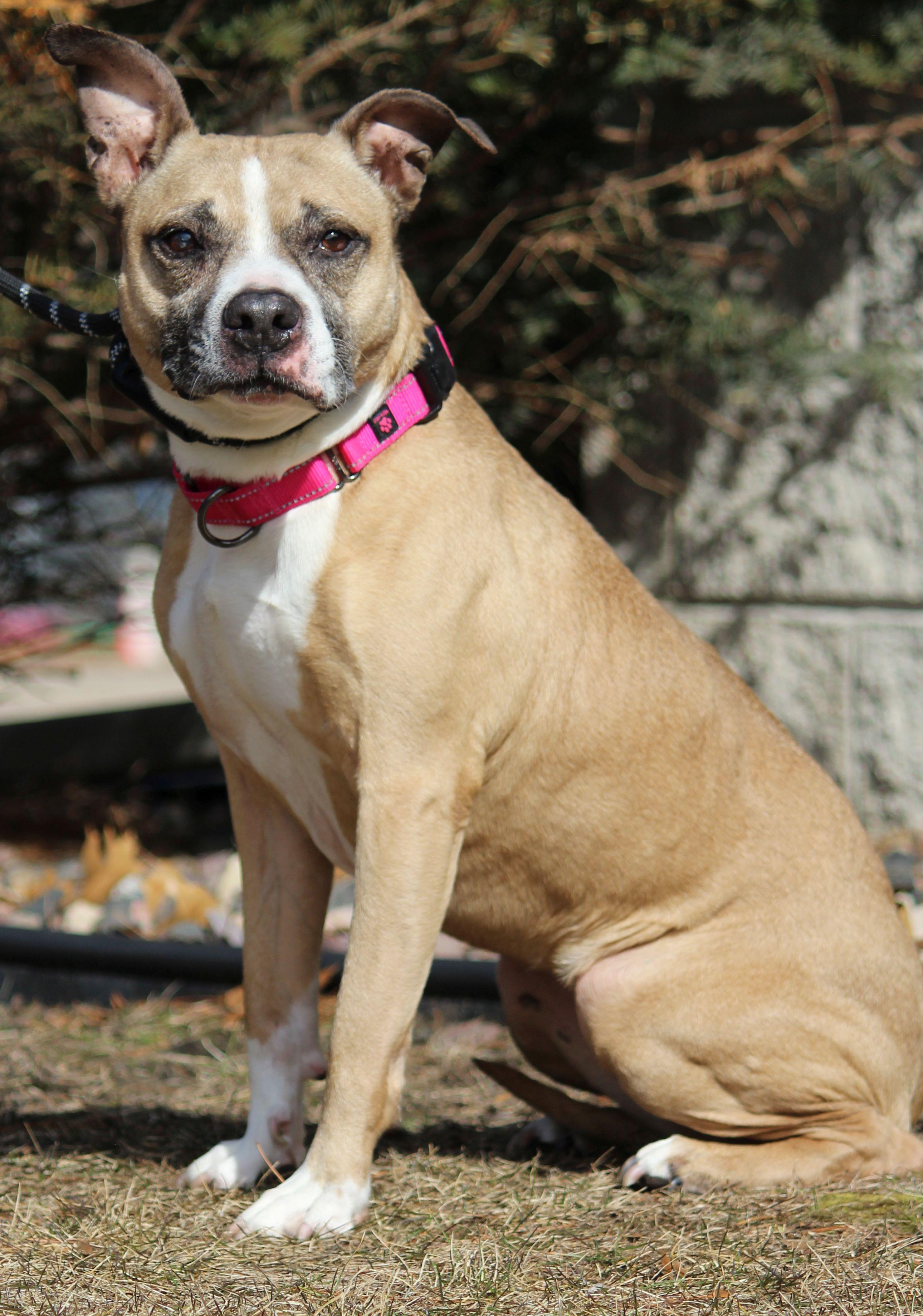 Enlarge Candy, a ADOPTABLE mixed breed in Portage, WI image 1/4