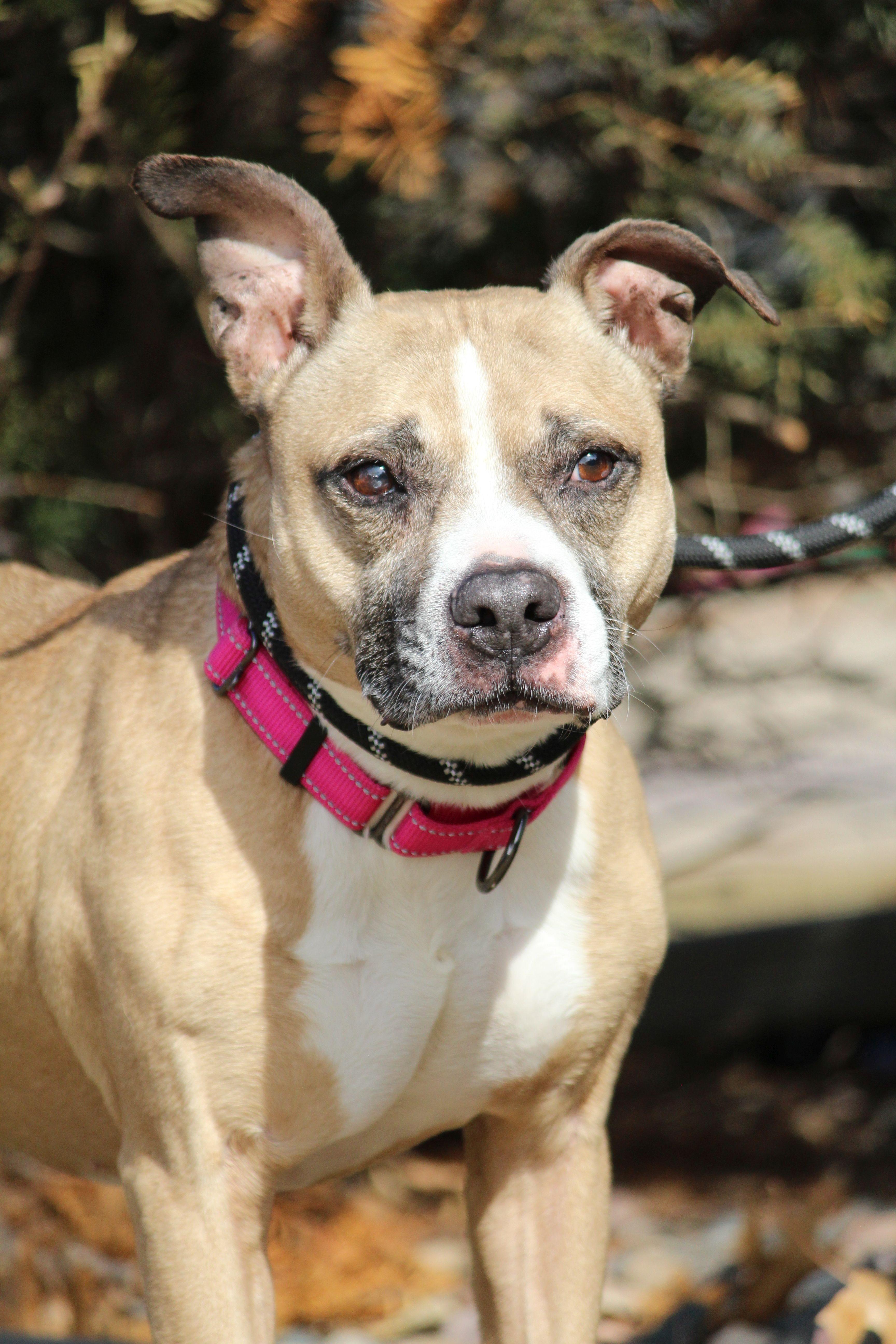 Enlarge Candy, a ADOPTABLE mixed breed in Portage, WI image 4/4