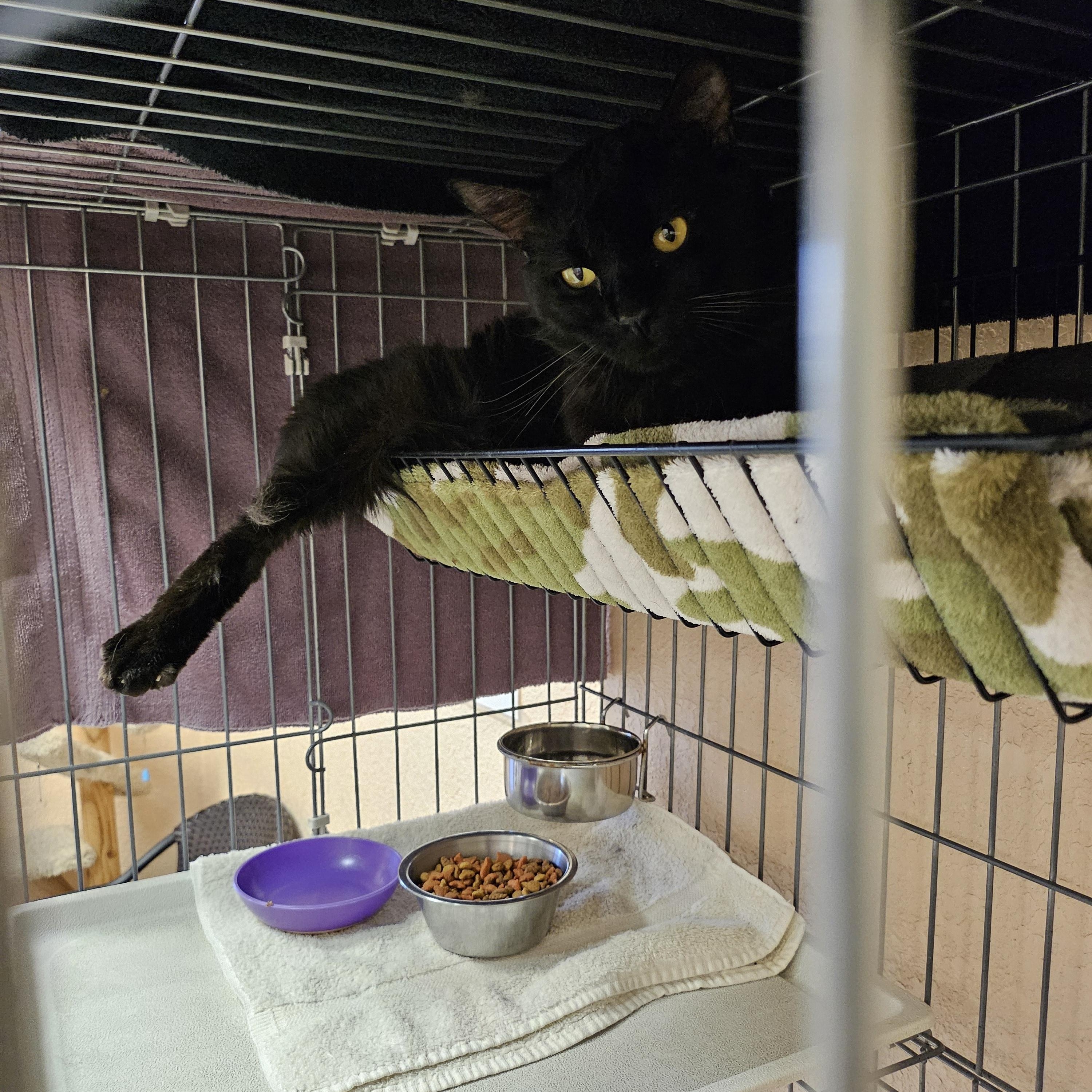 Enlarge Charlie Mingus, a ADOPTABLE Domestic Medium Hair in Tucson, AZ image 2/2