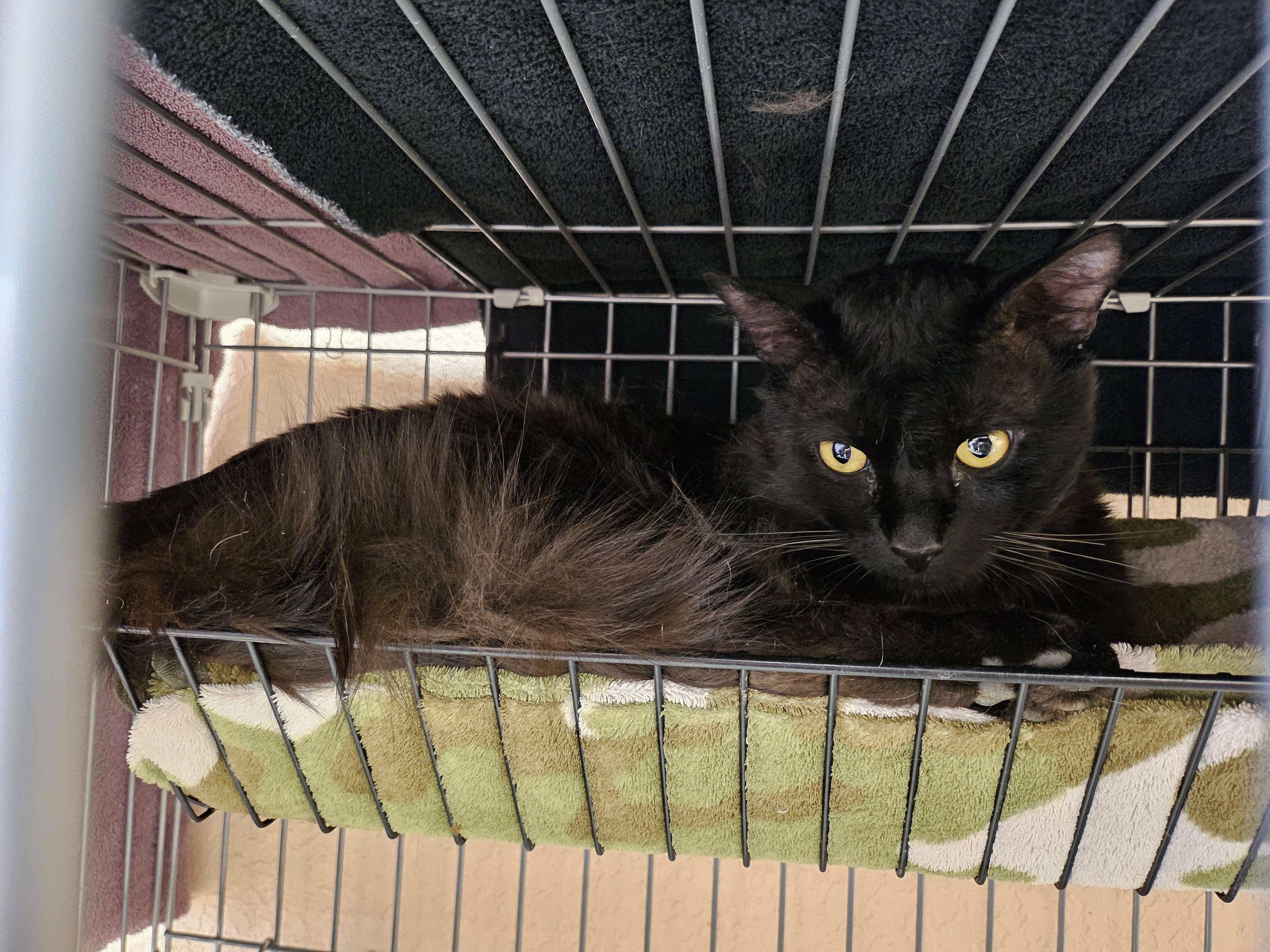 Enlarge Charlie Mingus, a ADOPTABLE Domestic Medium Hair in Tucson, AZ image 1/2