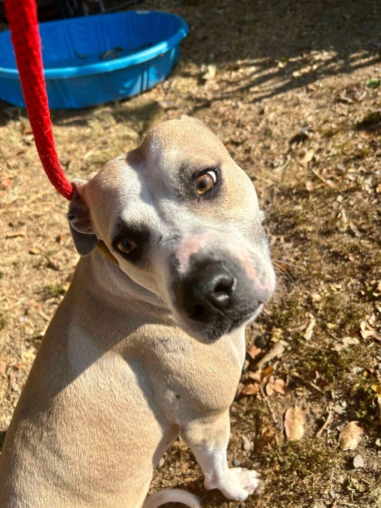 Millie, a Adoptable mixed breed in Dover, AR image 1/6