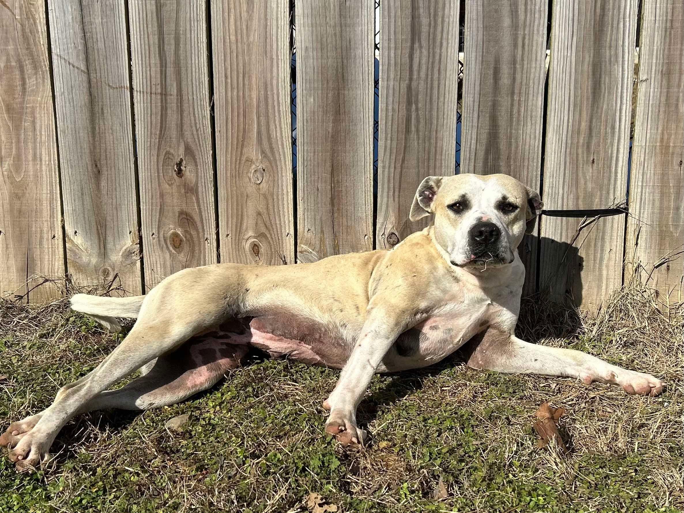 Millie, a Adoptable mixed breed in Dover, AR image 2/6