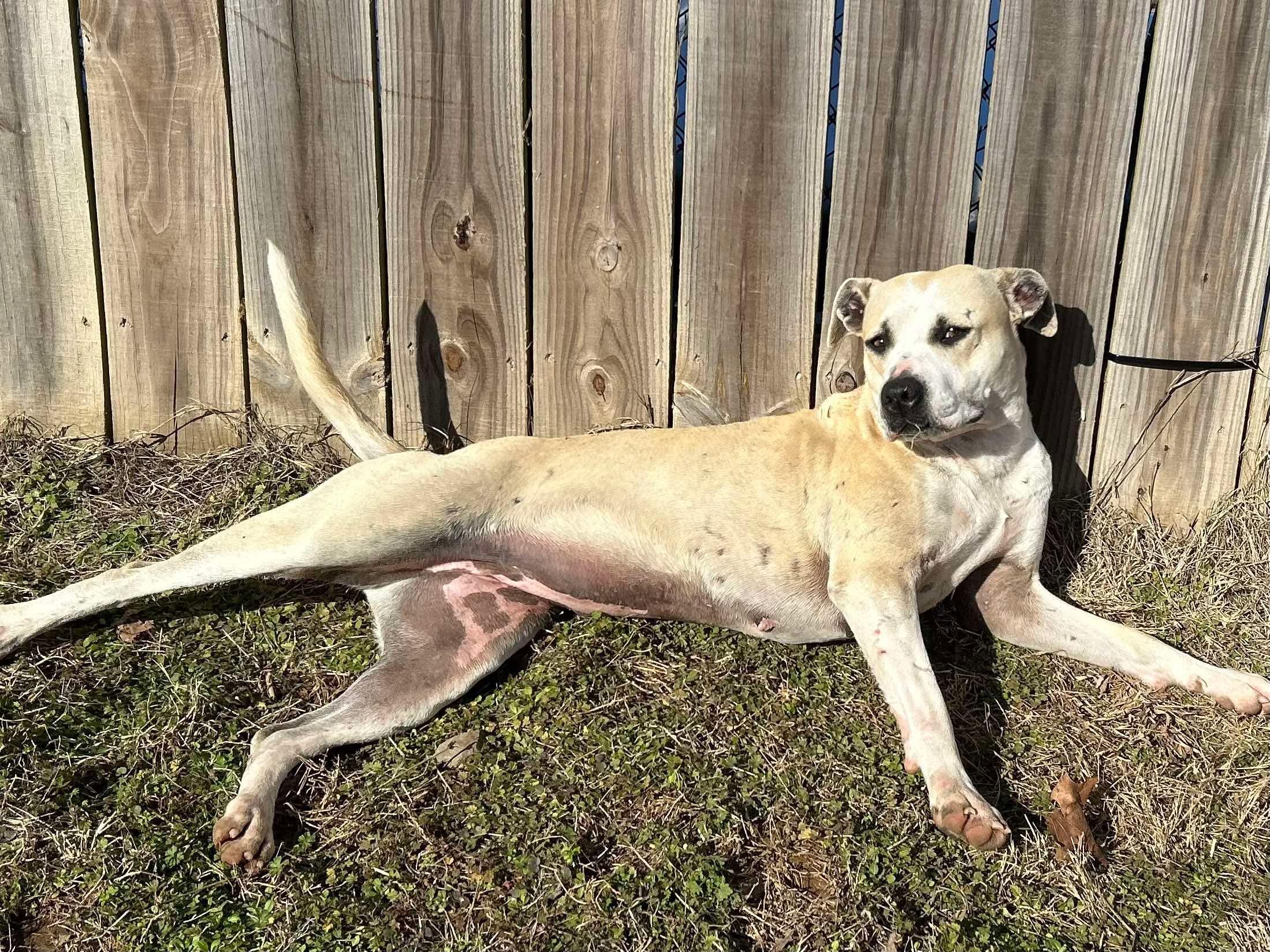 Millie, a Adoptable mixed breed in Dover, AR image 3/6