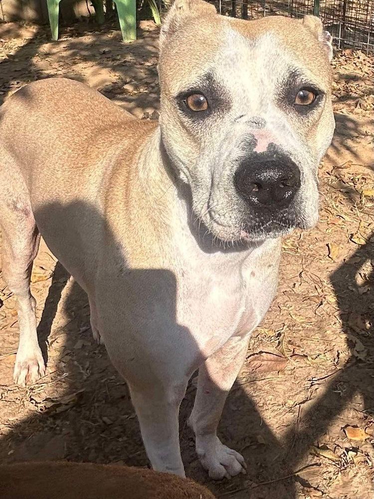 Millie, a Adoptable mixed breed in Dover, AR image 4/6