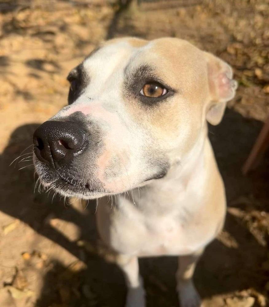 Millie, a Adoptable mixed breed in Dover, AR image 5/6