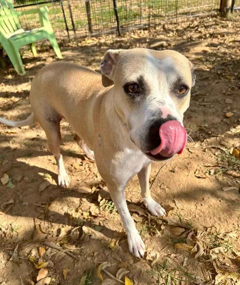 Millie, a Adoptable mixed breed in Dover, AR image 6/6