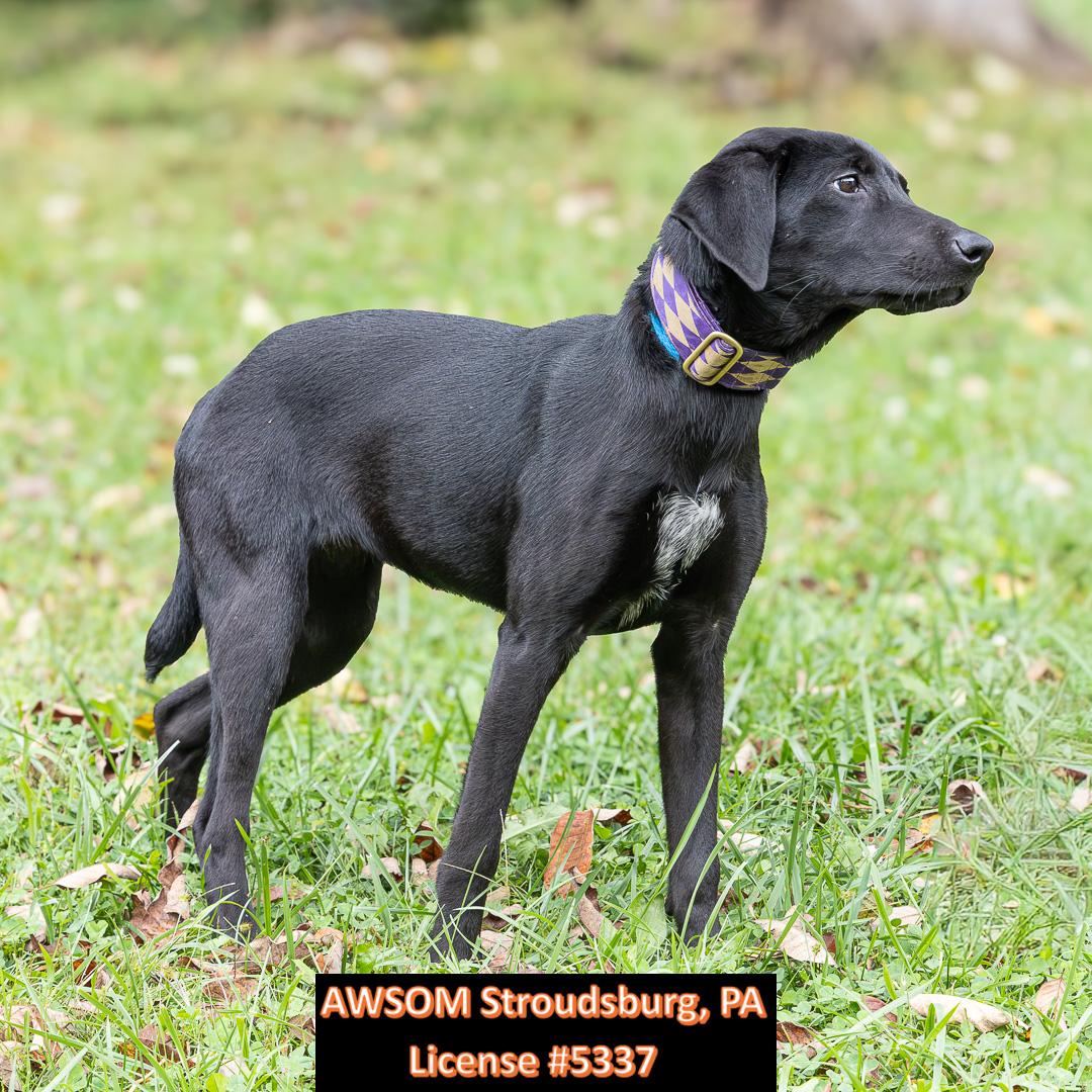 Enlarge Adaline, a Adoptable mixed breed in Stroudsburg, PA image 3/3