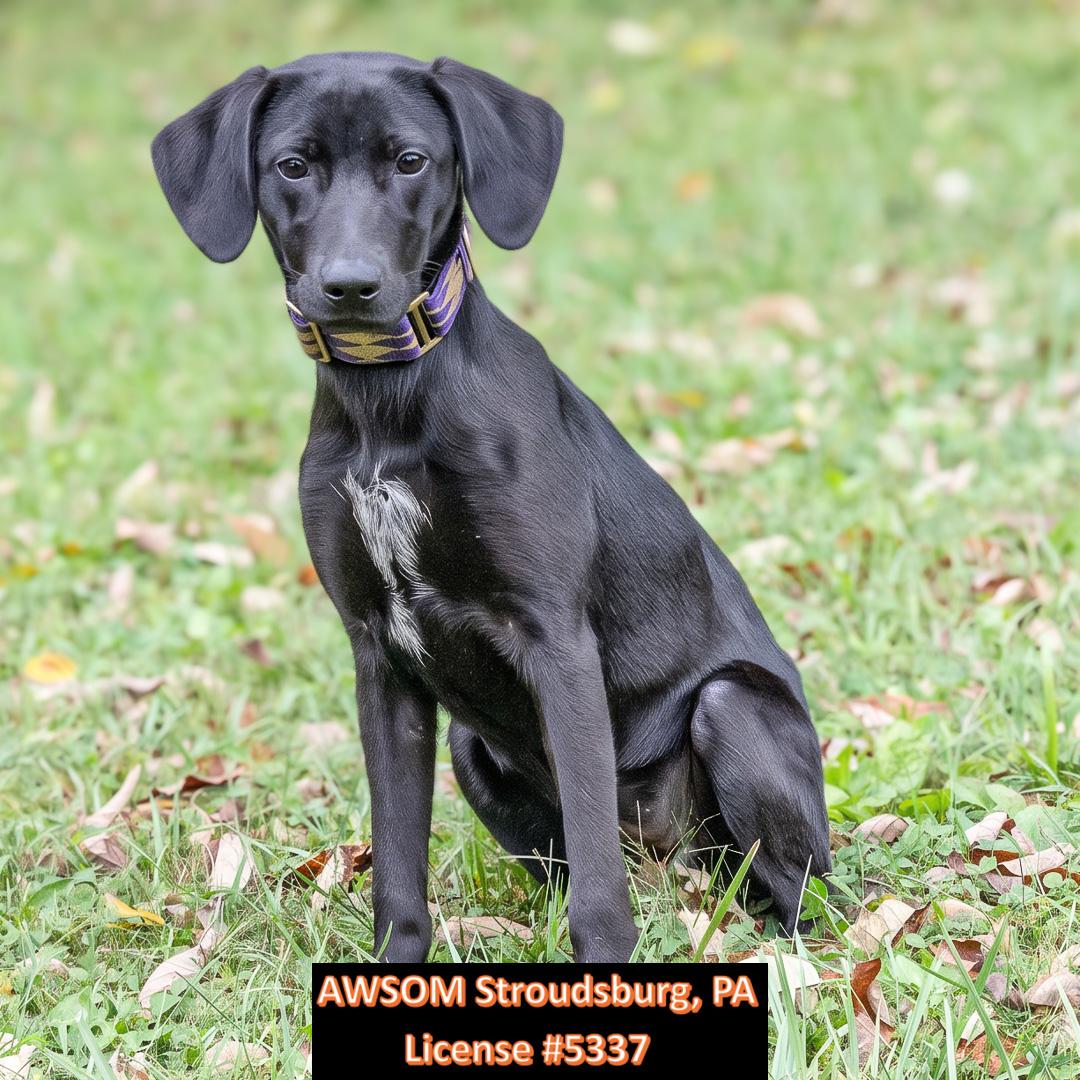 Enlarge Adaline, a Adoptable mixed breed in Stroudsburg, PA image 1/3
