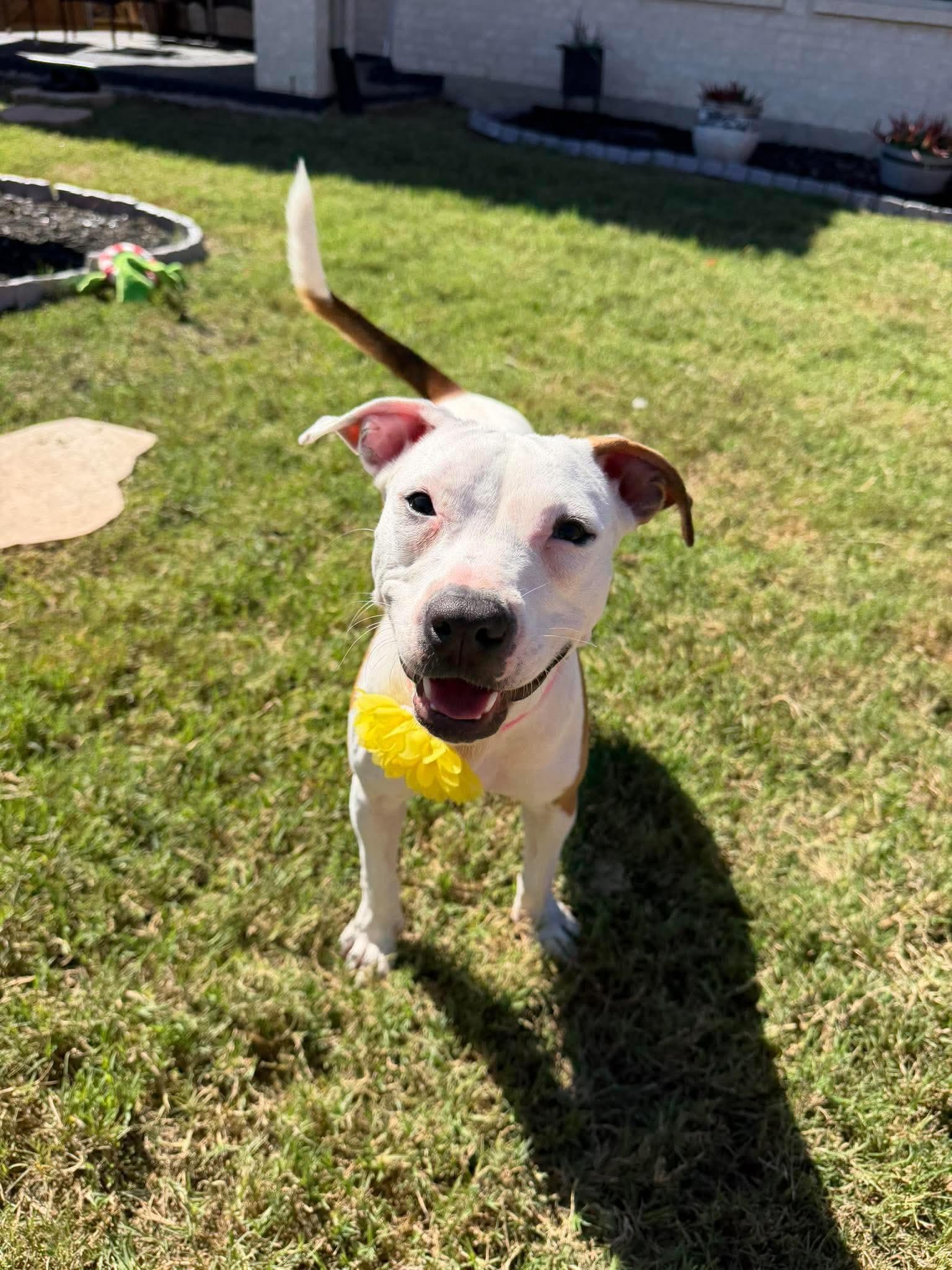 Tiffany, Adoptable, Young Female Pit Bull Terrier.