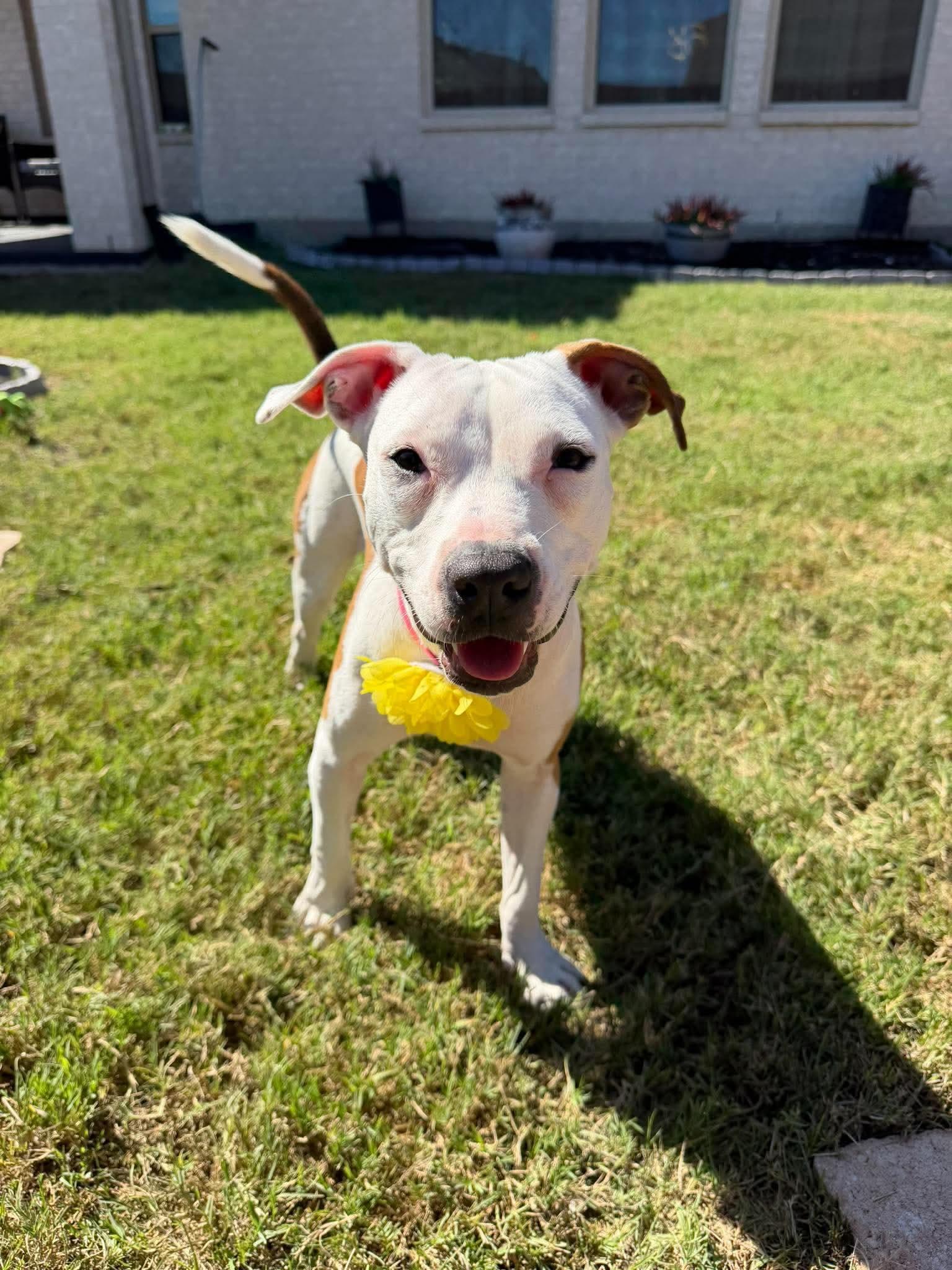 Enlarge Tiffany, a Adoptable mixed breed in Forney, TX image 3/4