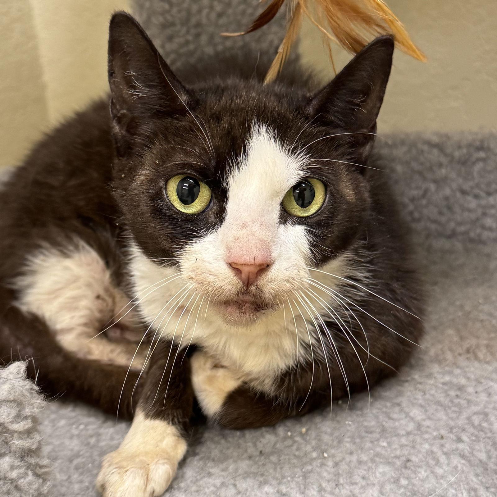 Enlarge Pops, a Adoptable mixed breed in Winchendon, MA image 1/2