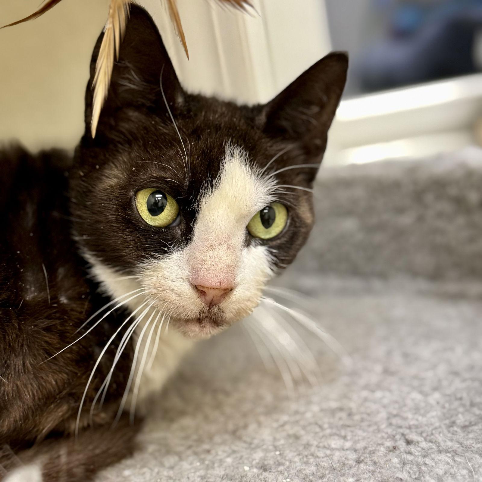 Enlarge Pops, a Adoptable mixed breed in Winchendon, MA image 2/2