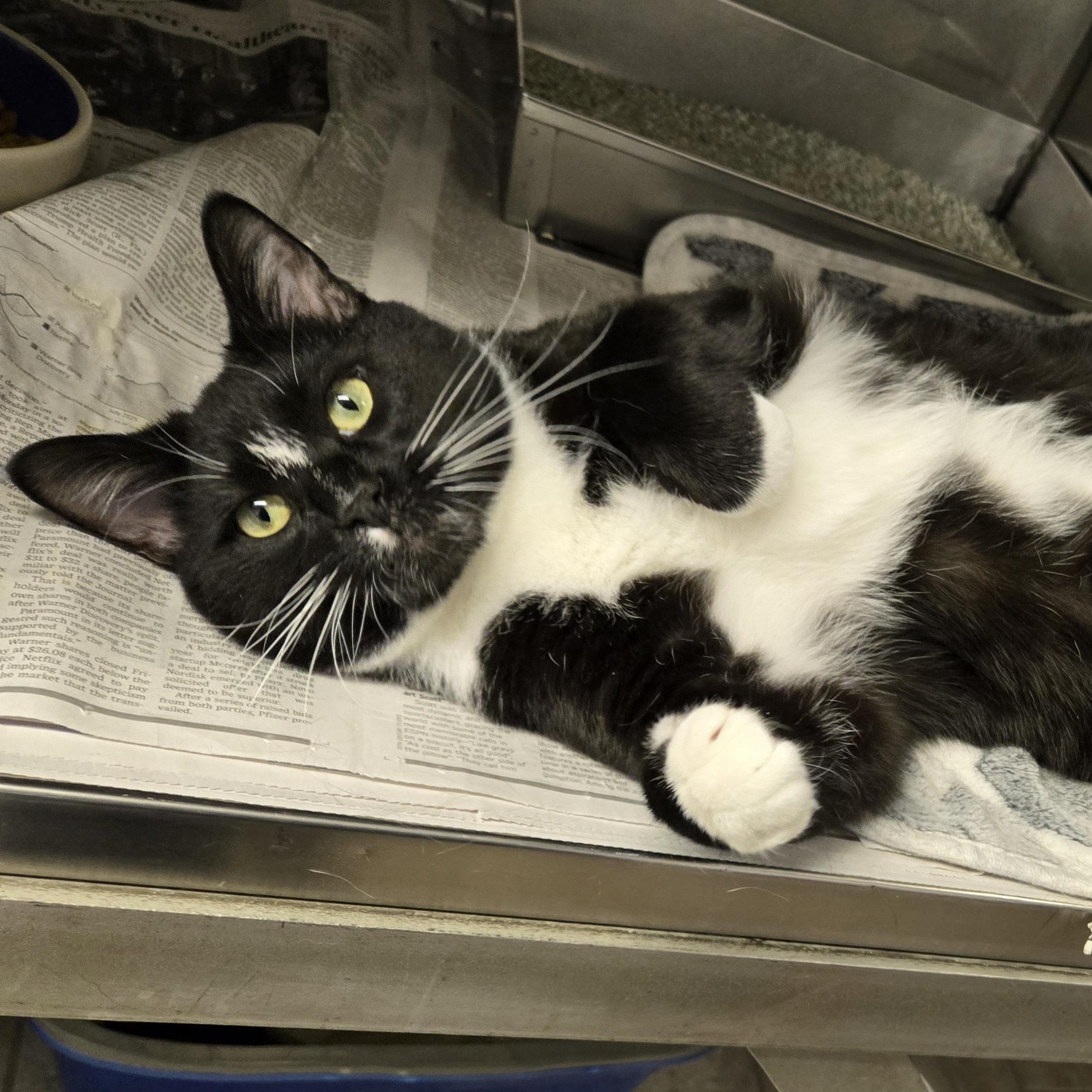Alvin, a ADOPTABLE Domestic Short Hair in Arlington Heights, IL image 1/5