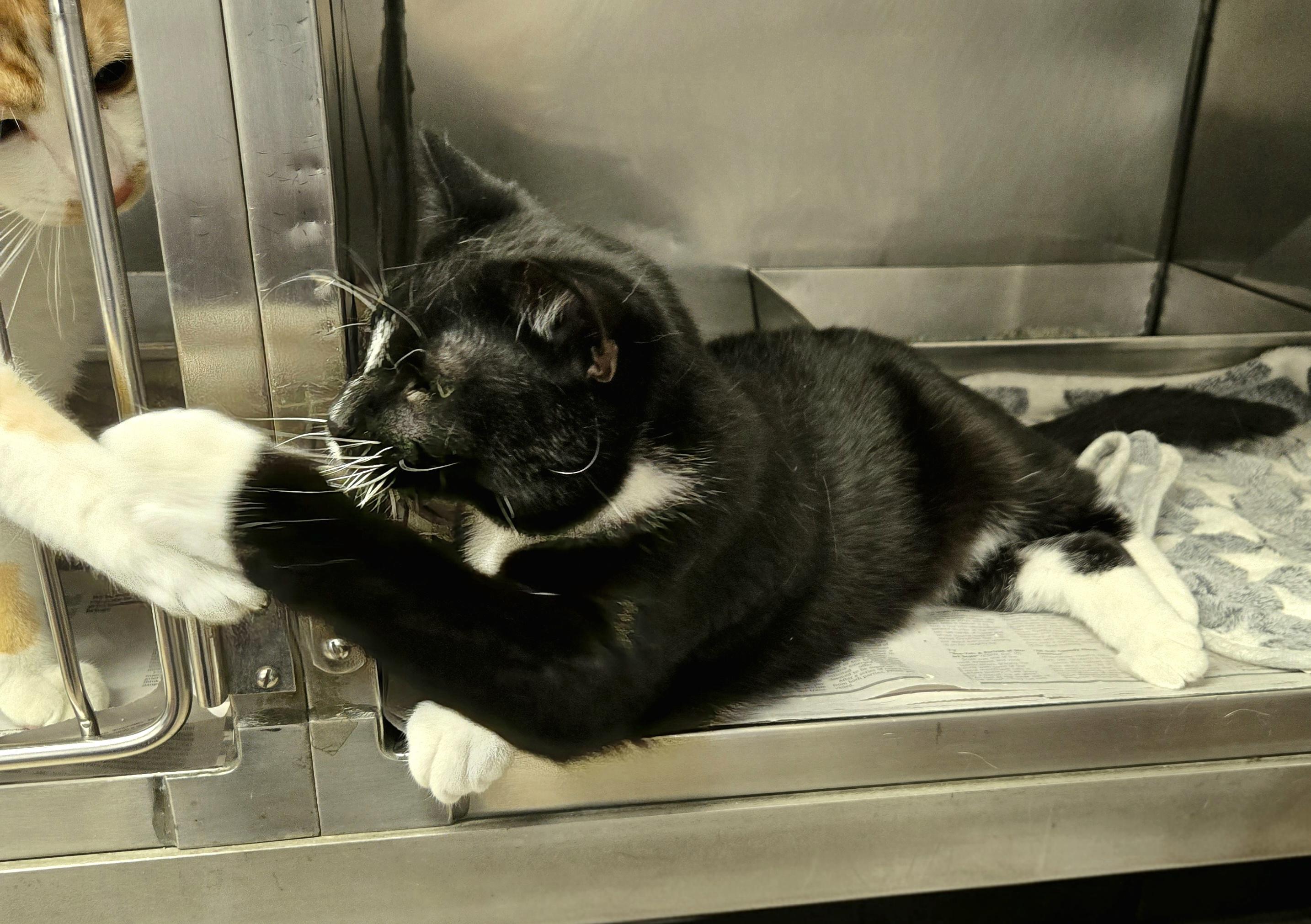 Alvin, a ADOPTABLE Domestic Short Hair in Arlington Heights, IL image 2/5