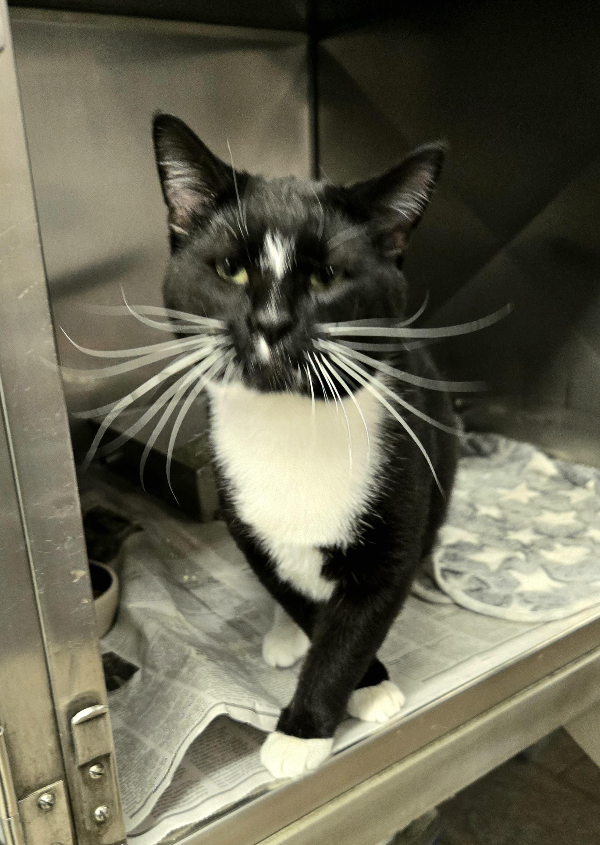 Alvin, a ADOPTABLE Domestic Short Hair in Arlington Heights, IL image 3/5