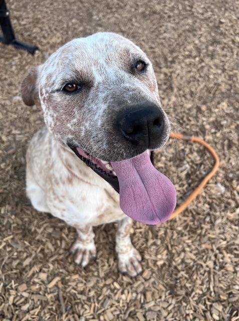 ERNIE, Adoptable, Young Male Pit Bull Terrier & Australian Cattle Dog / Blue Heeler.