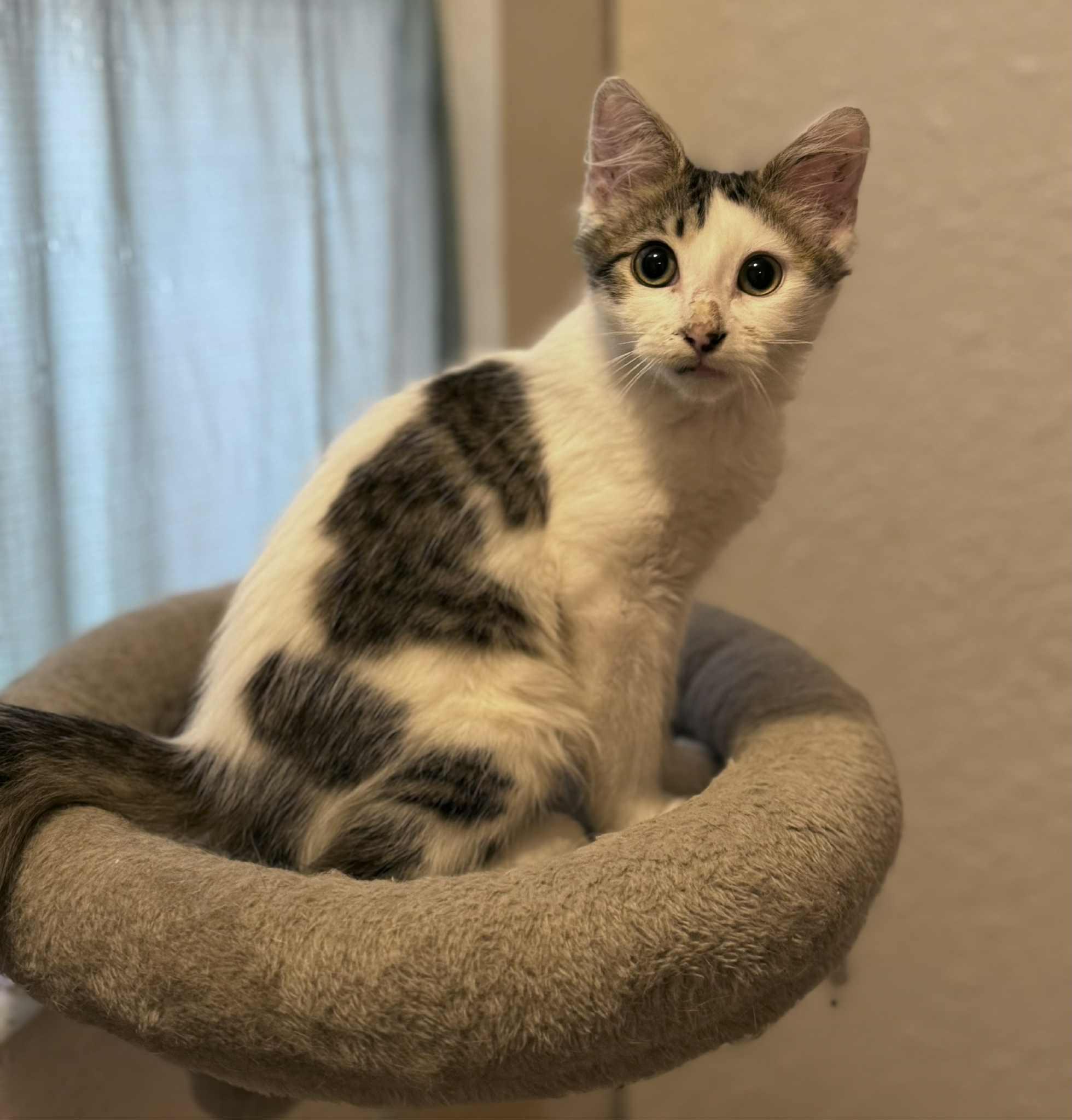 Morty (Alex-fostered in Fort Myers, FL)