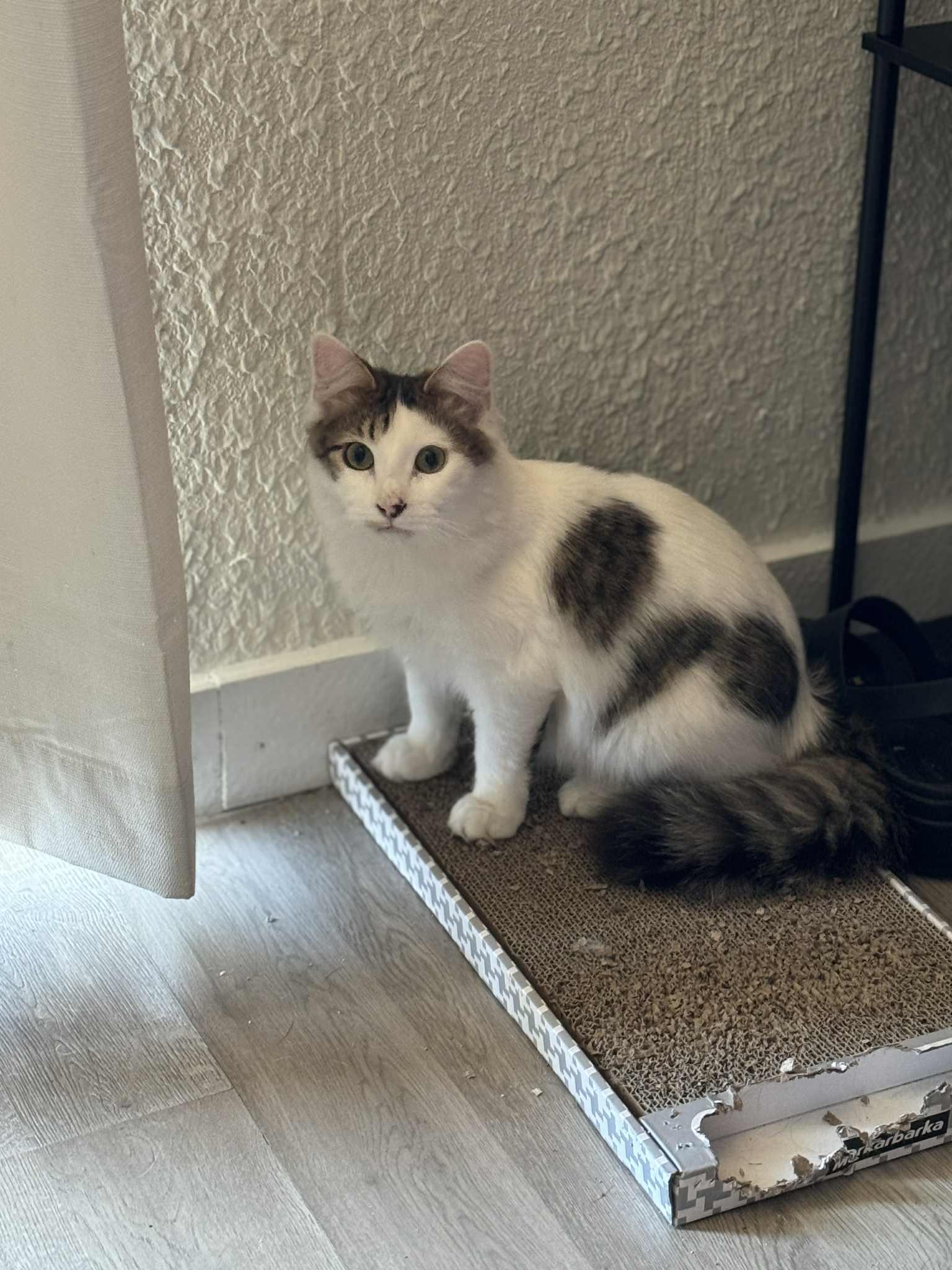 Morty (Alex-fostered in Fort Myers, FL)